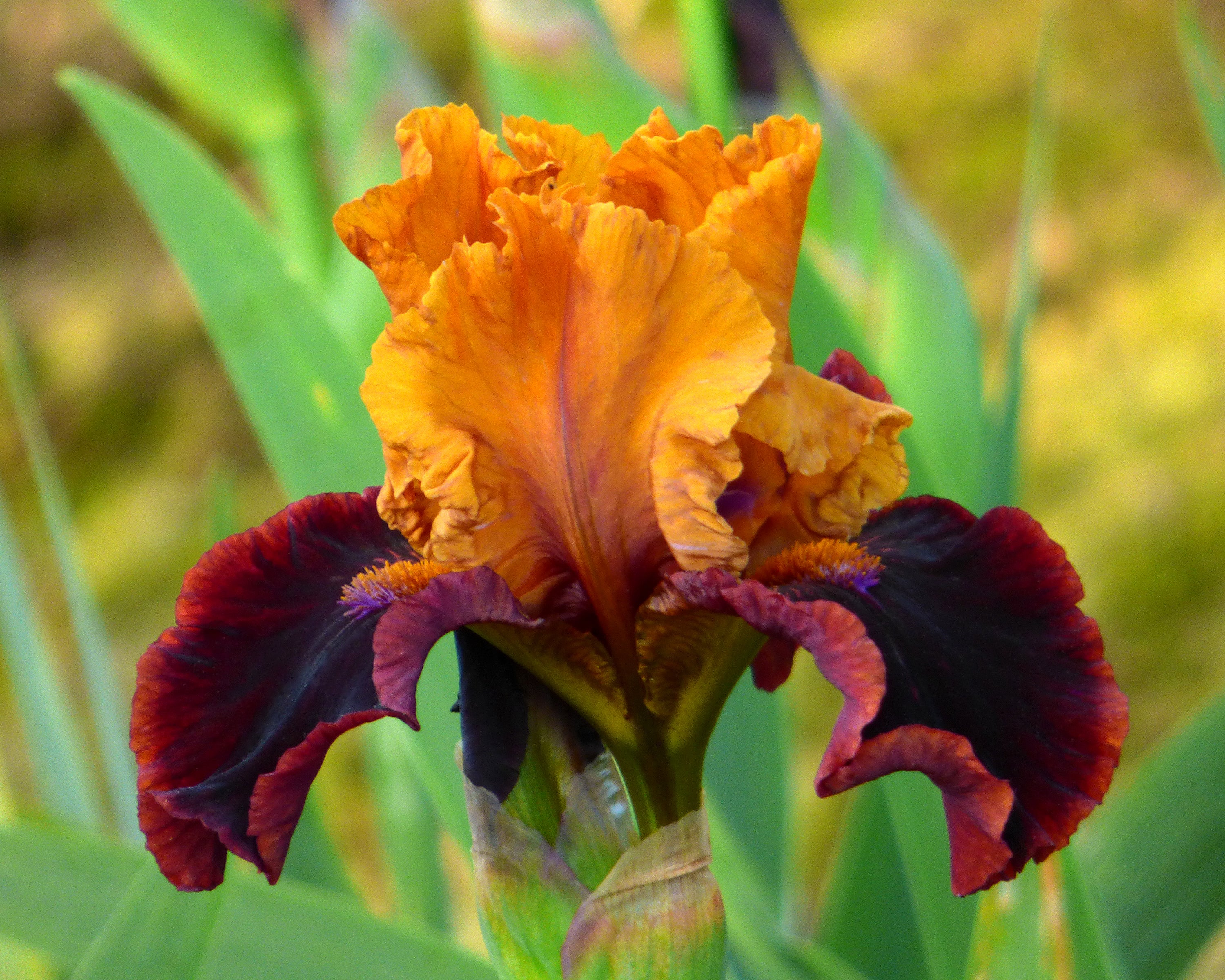 Flamina - Image 3