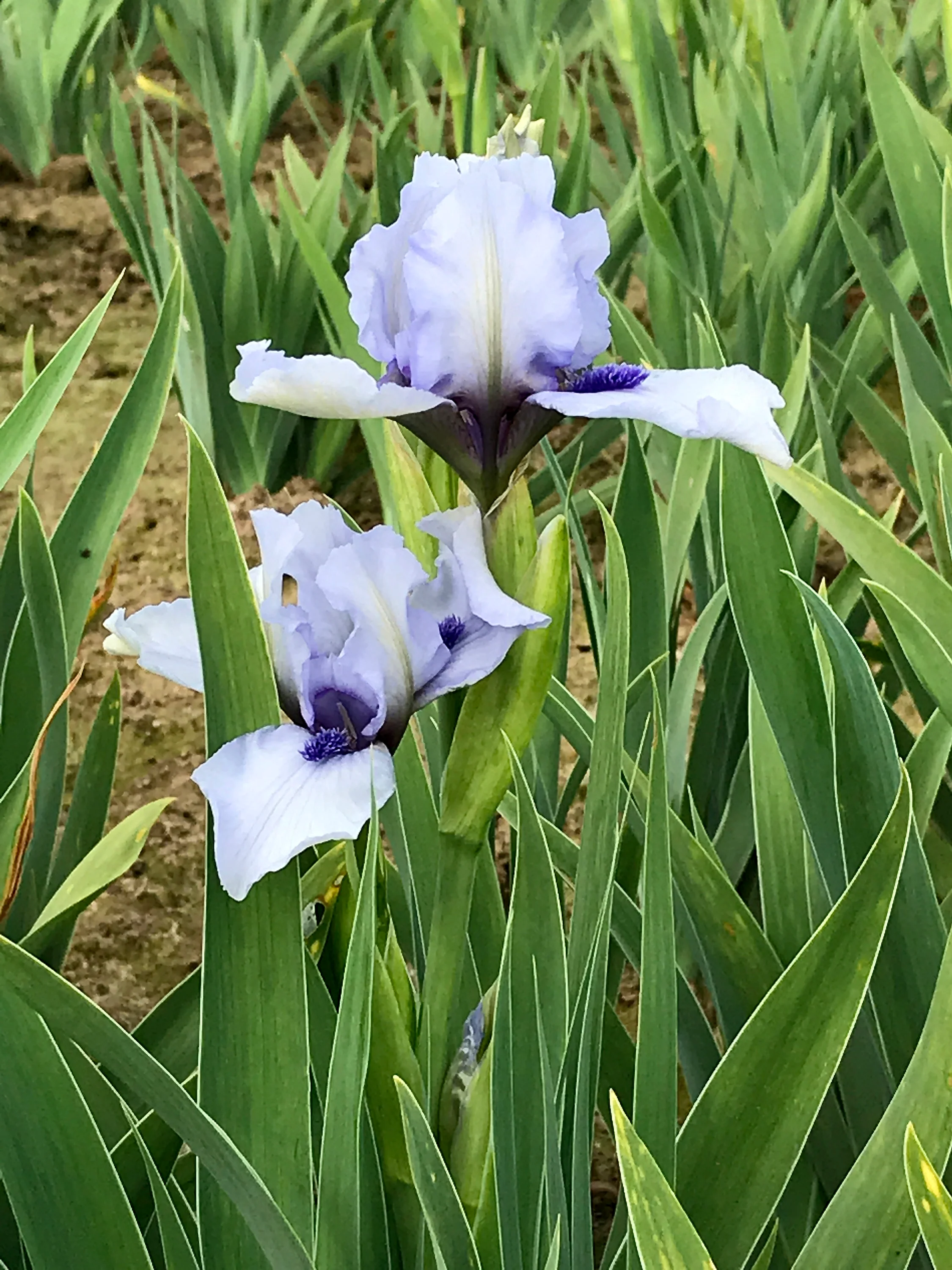 Forever Blue - Image 3
