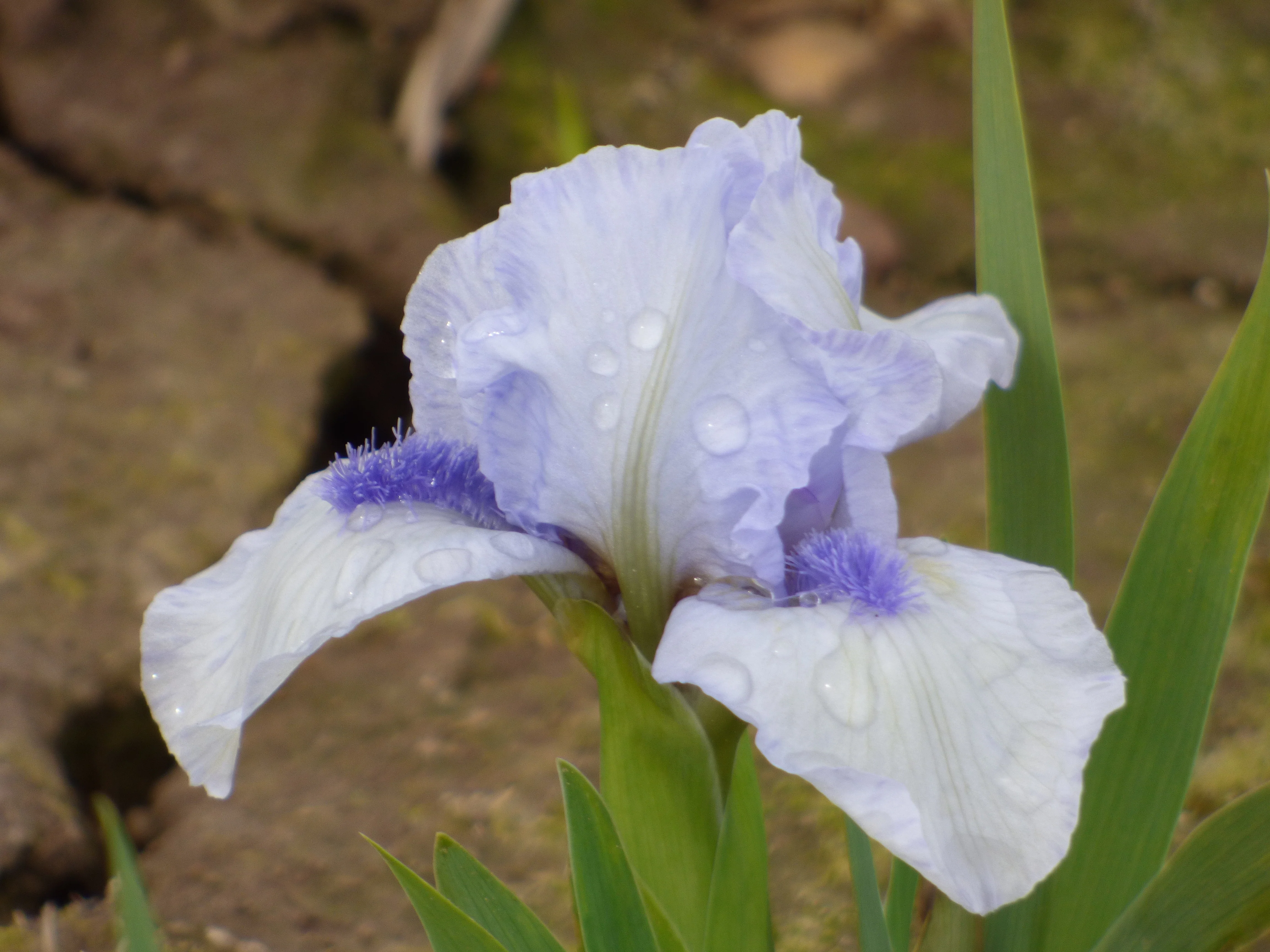 Forever Blue - Image 4