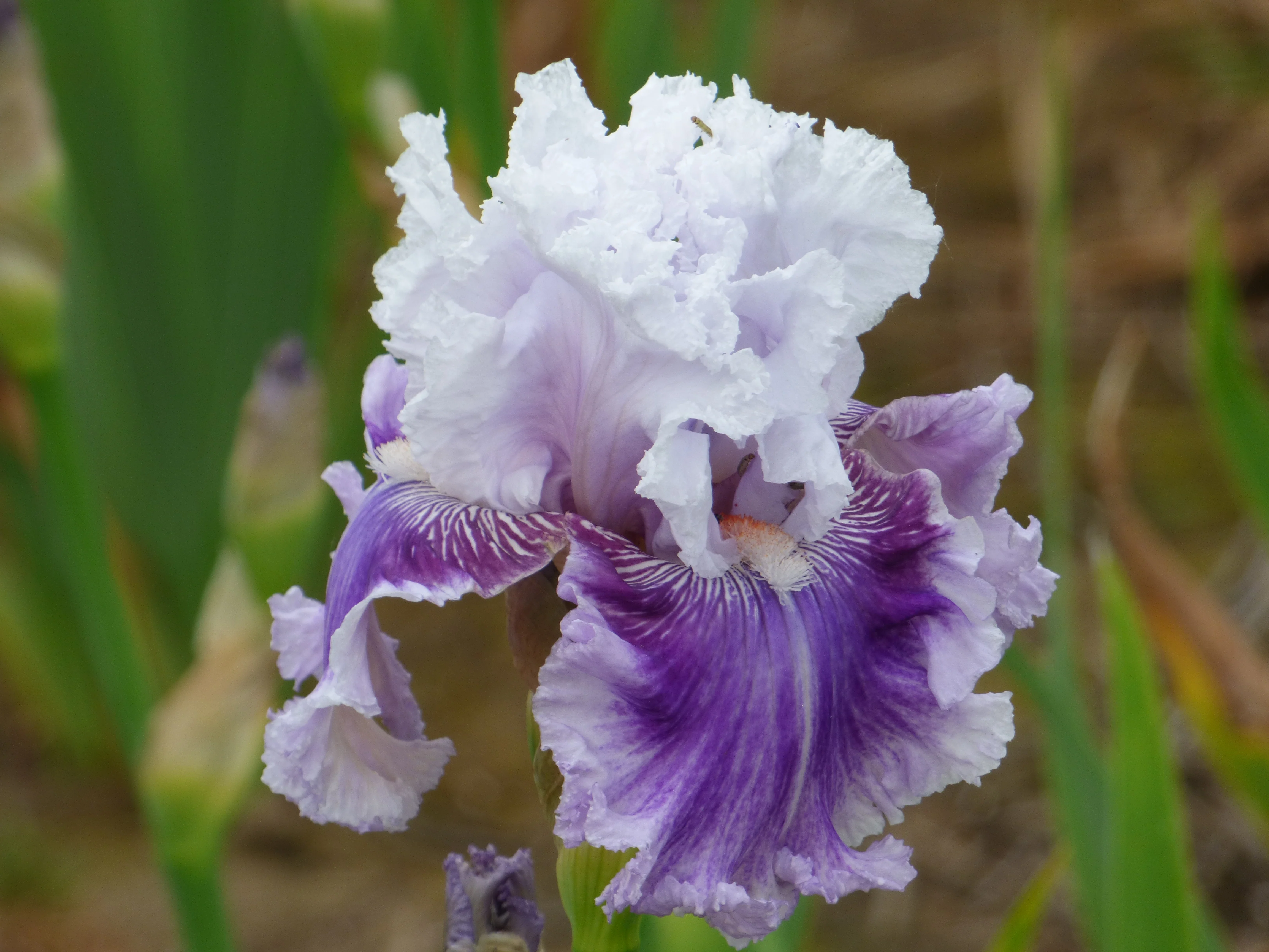 Frill Of It All - Image 3