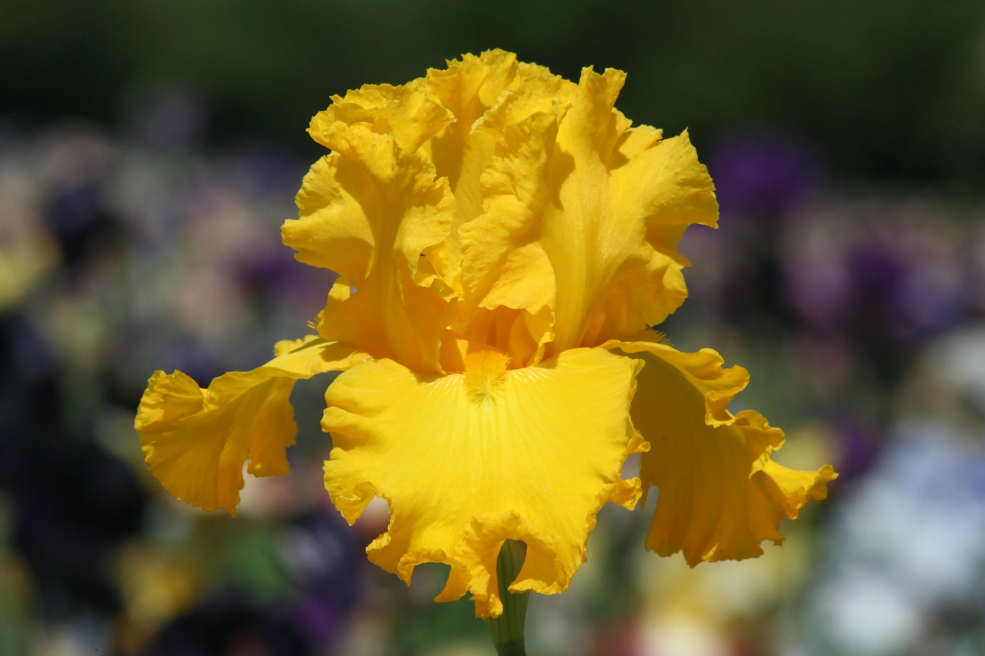 Garden Time - Image 3