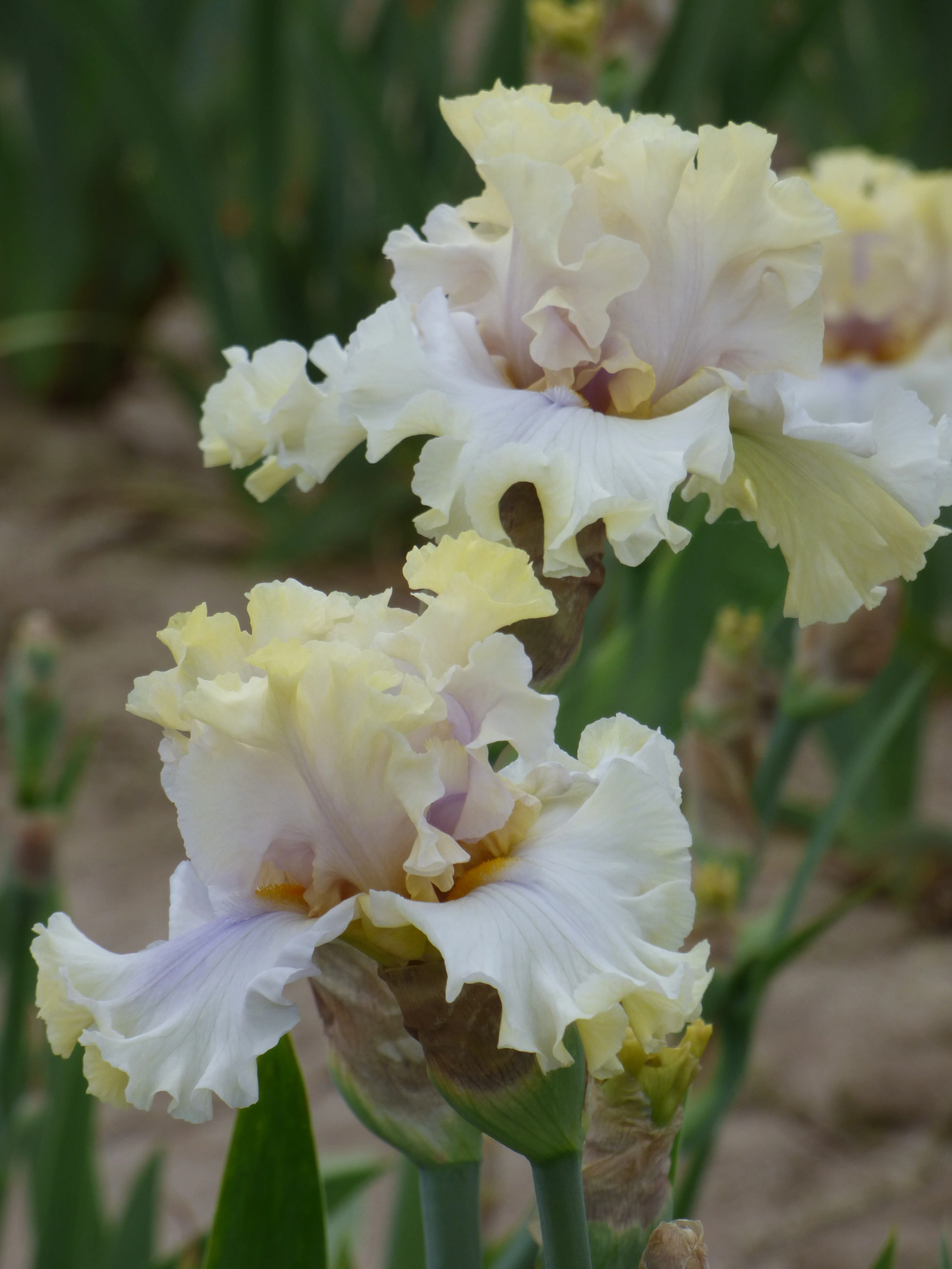 Gentle Manner - Image 3