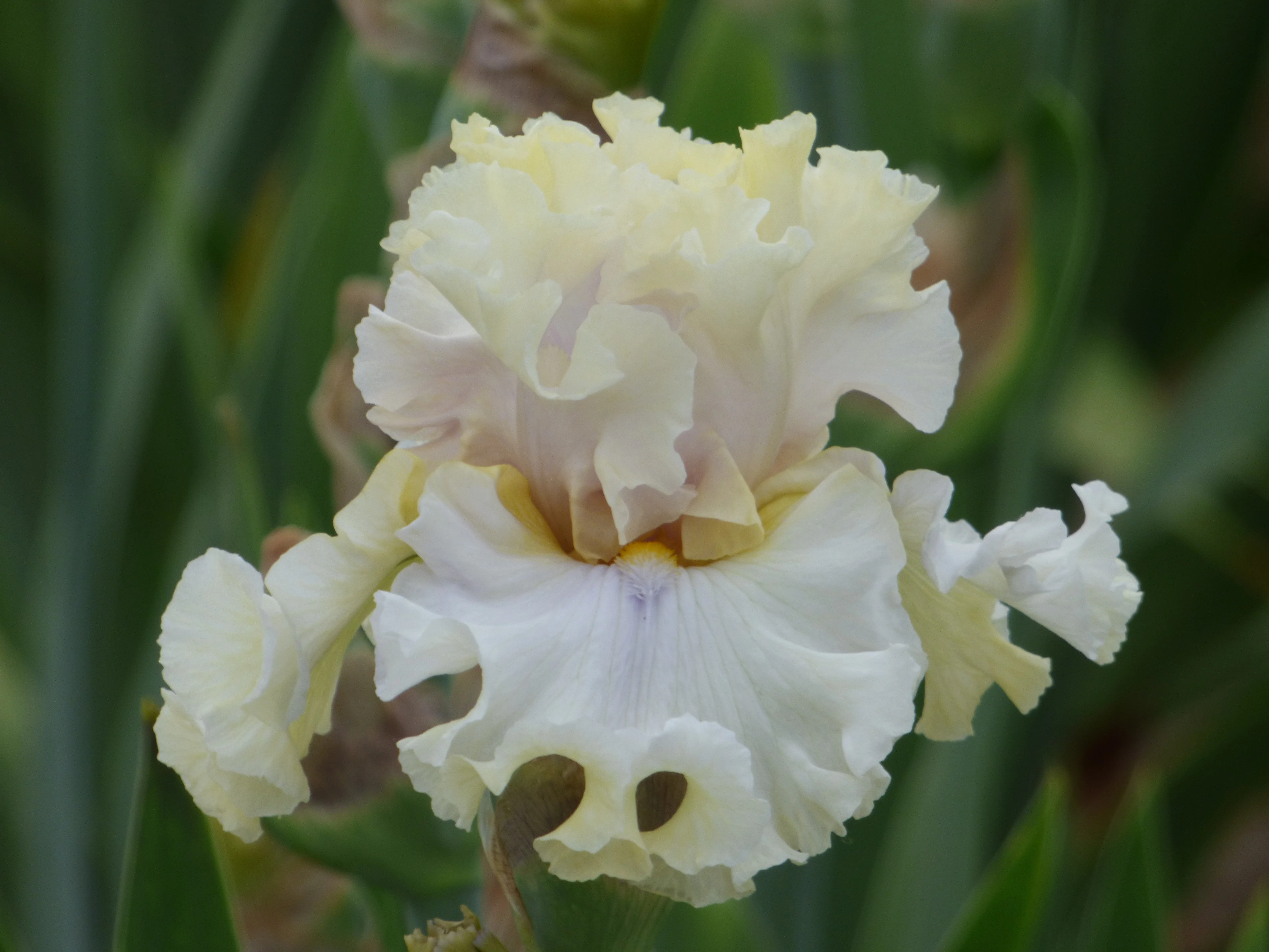 Gentle Manner - Image 4