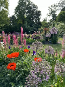 Giant Allium: Mixture - 10, 20 & 30 Packs - Image 3