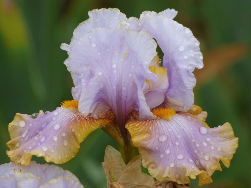 Gilt By Association - Image 5