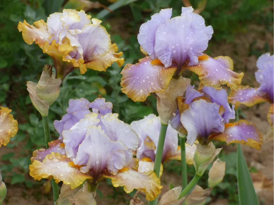 Gilt By Association - Image 6