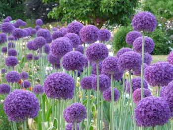 Giant Allium: Globemaster - 4 Bulbs - Image 3