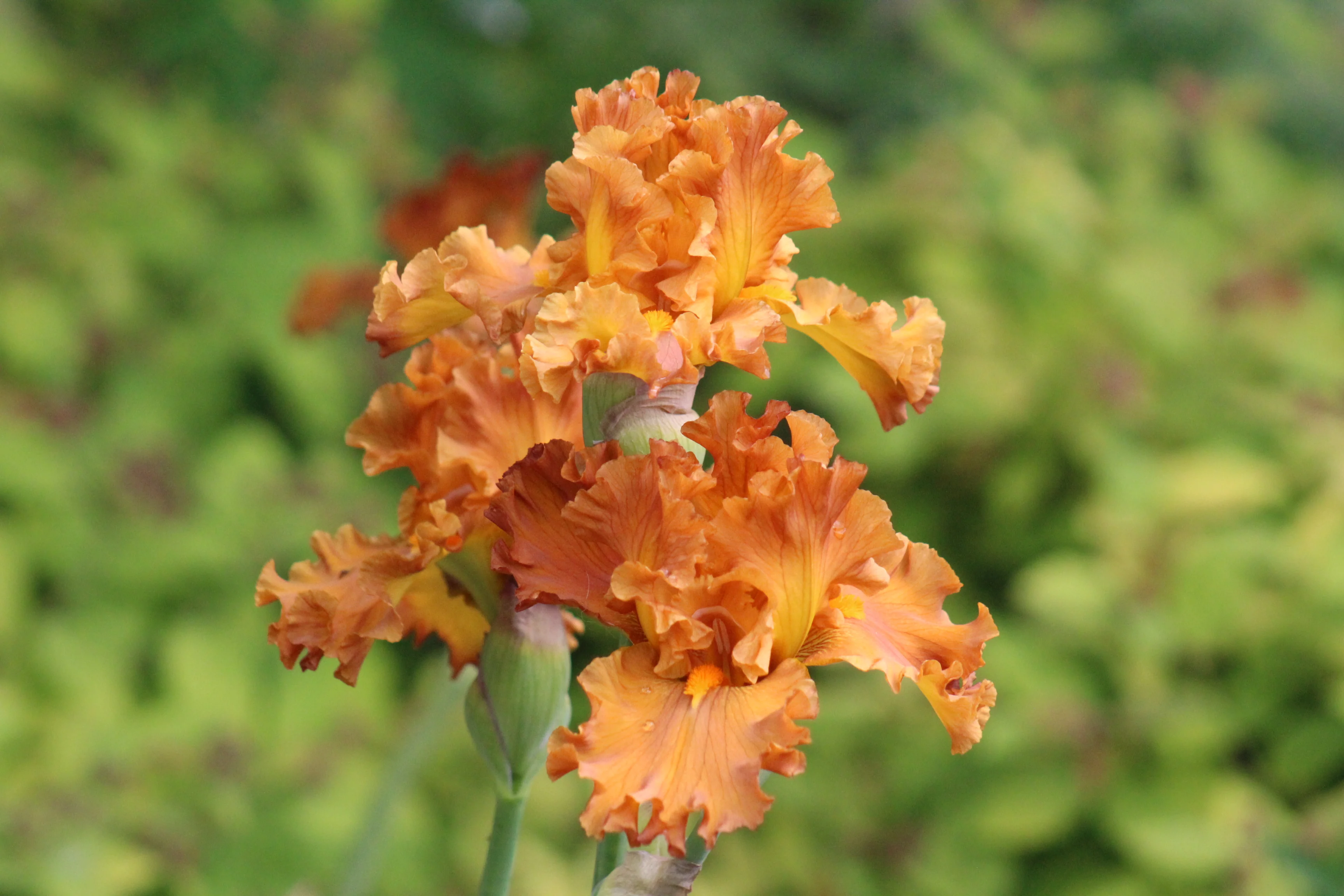 Golden Panther - Image 3