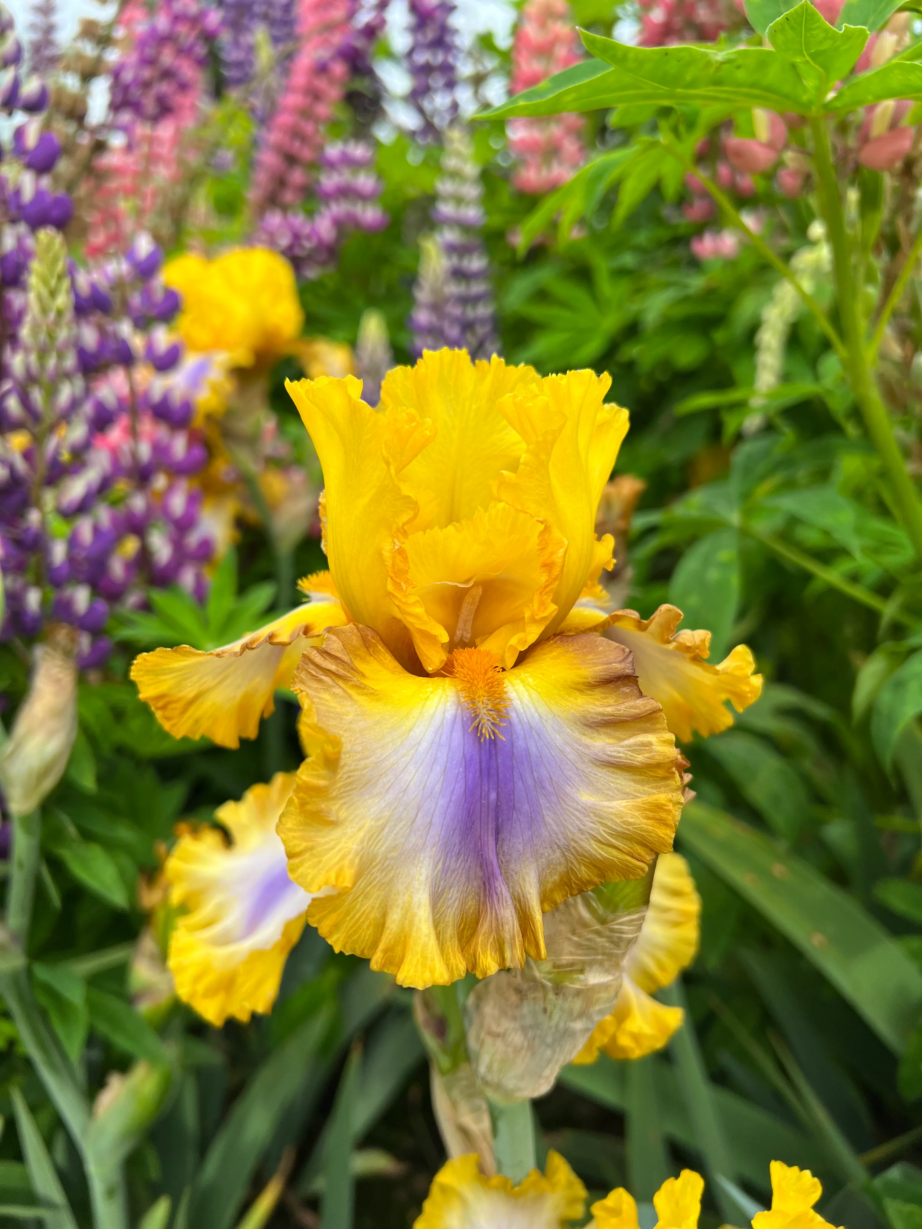 Good Morning Sunshine - Image 3