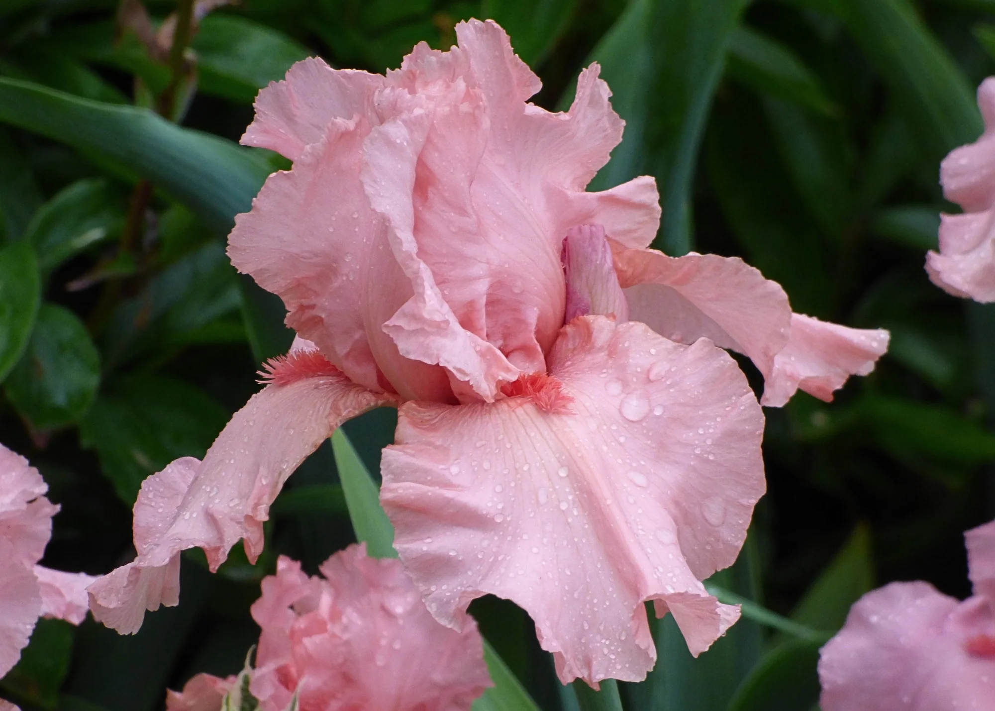 I Pink I Can