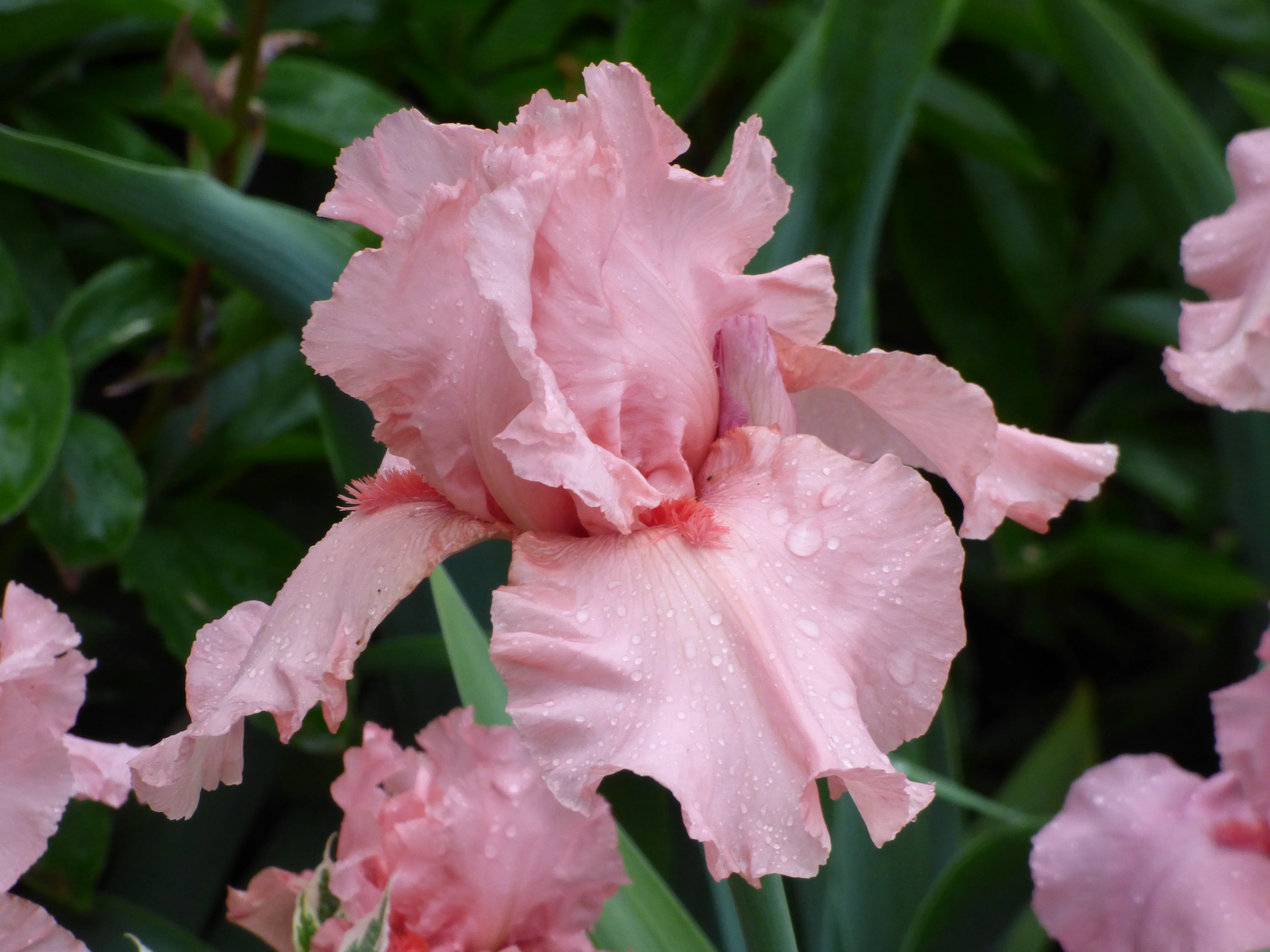 I Pink I Can - Image 3