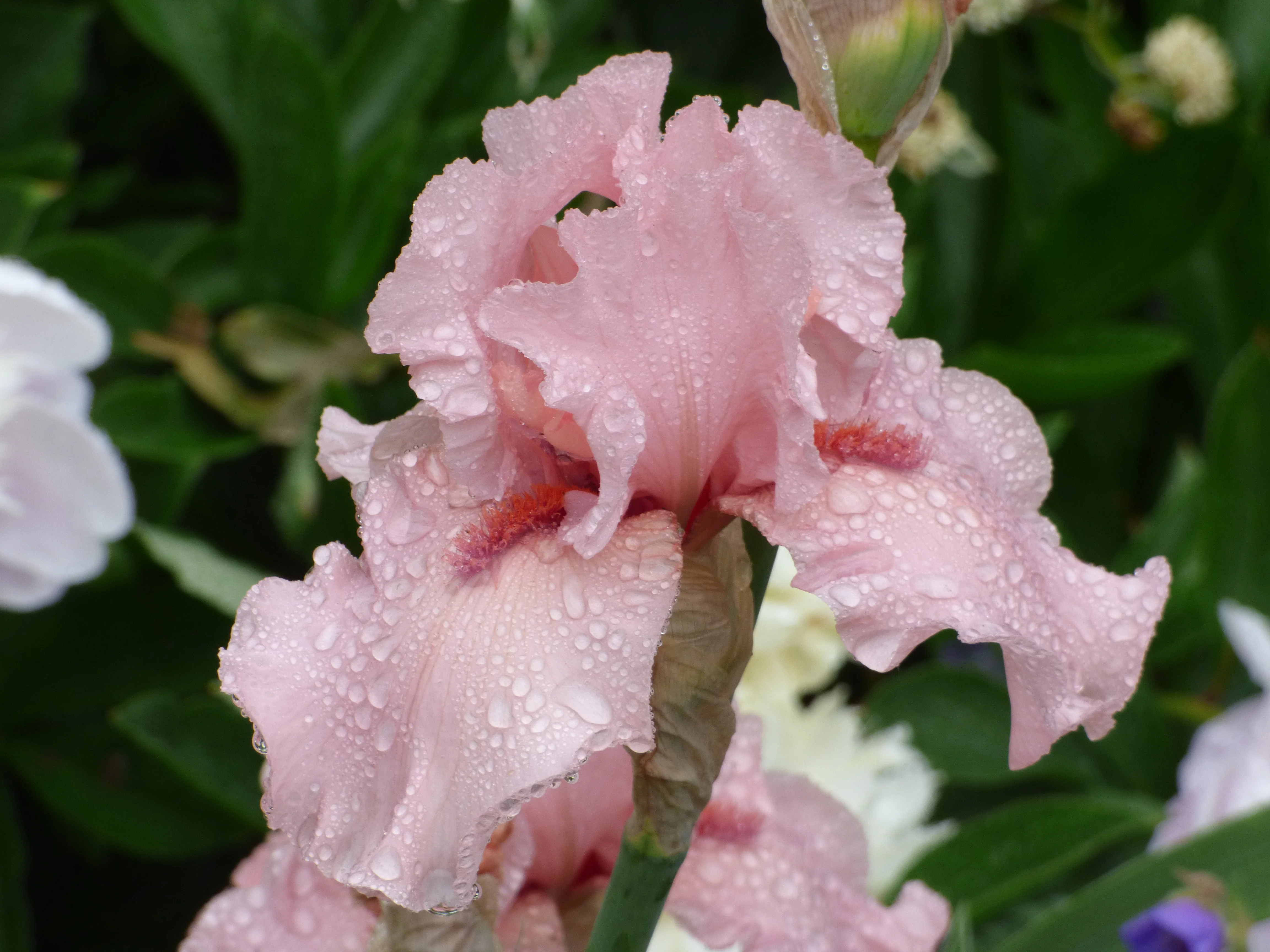 I Pink I Can - Image 4