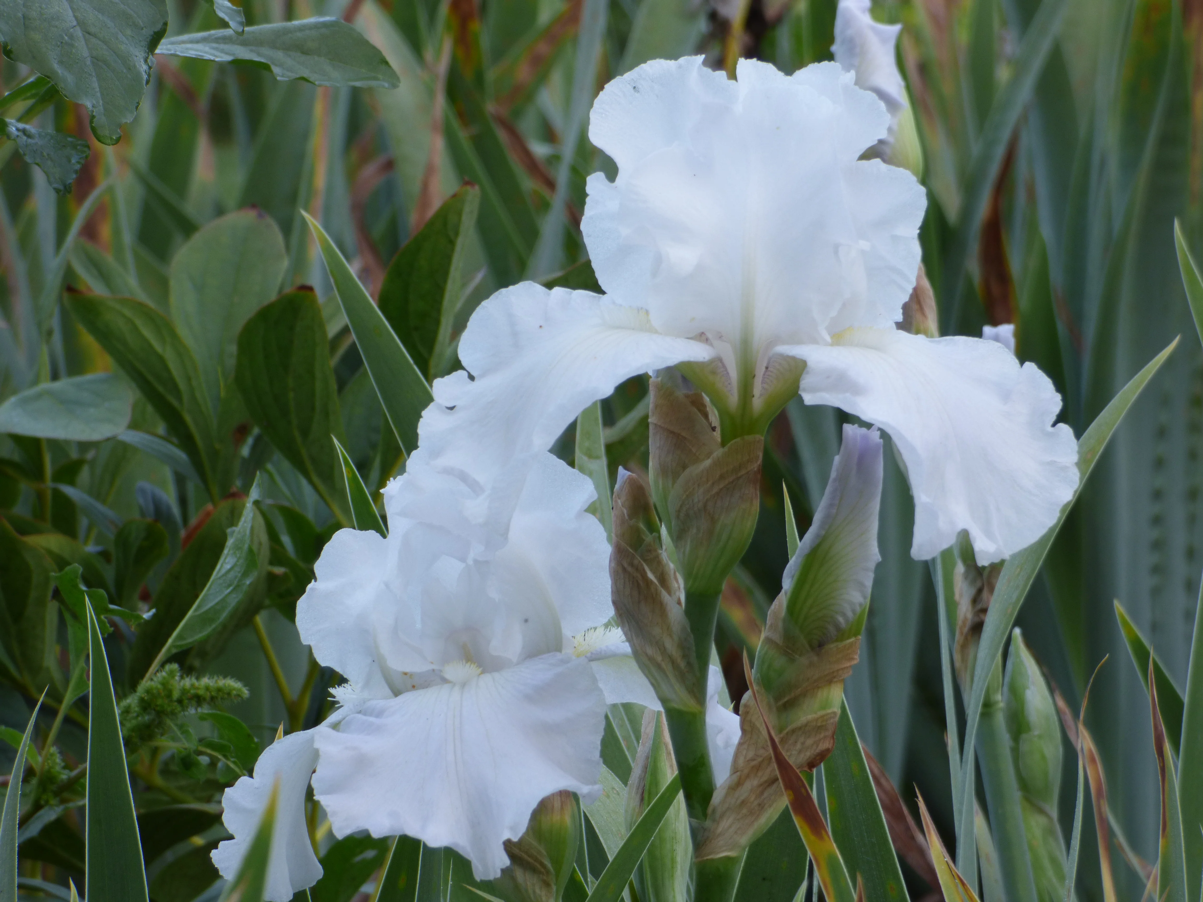 Immortality - Image 4