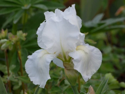 Immortality - Image 5