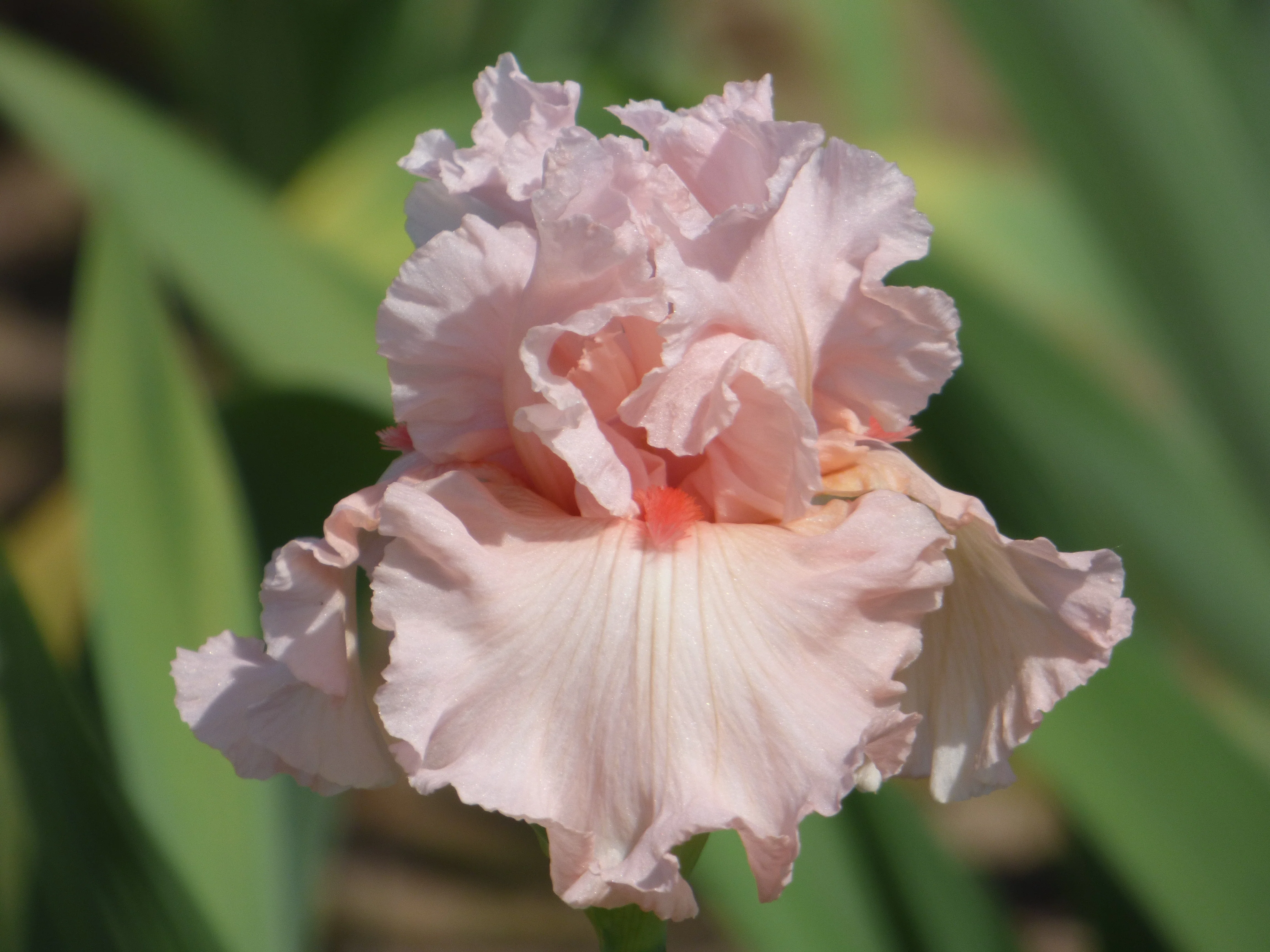 Shop All Bearded Iris