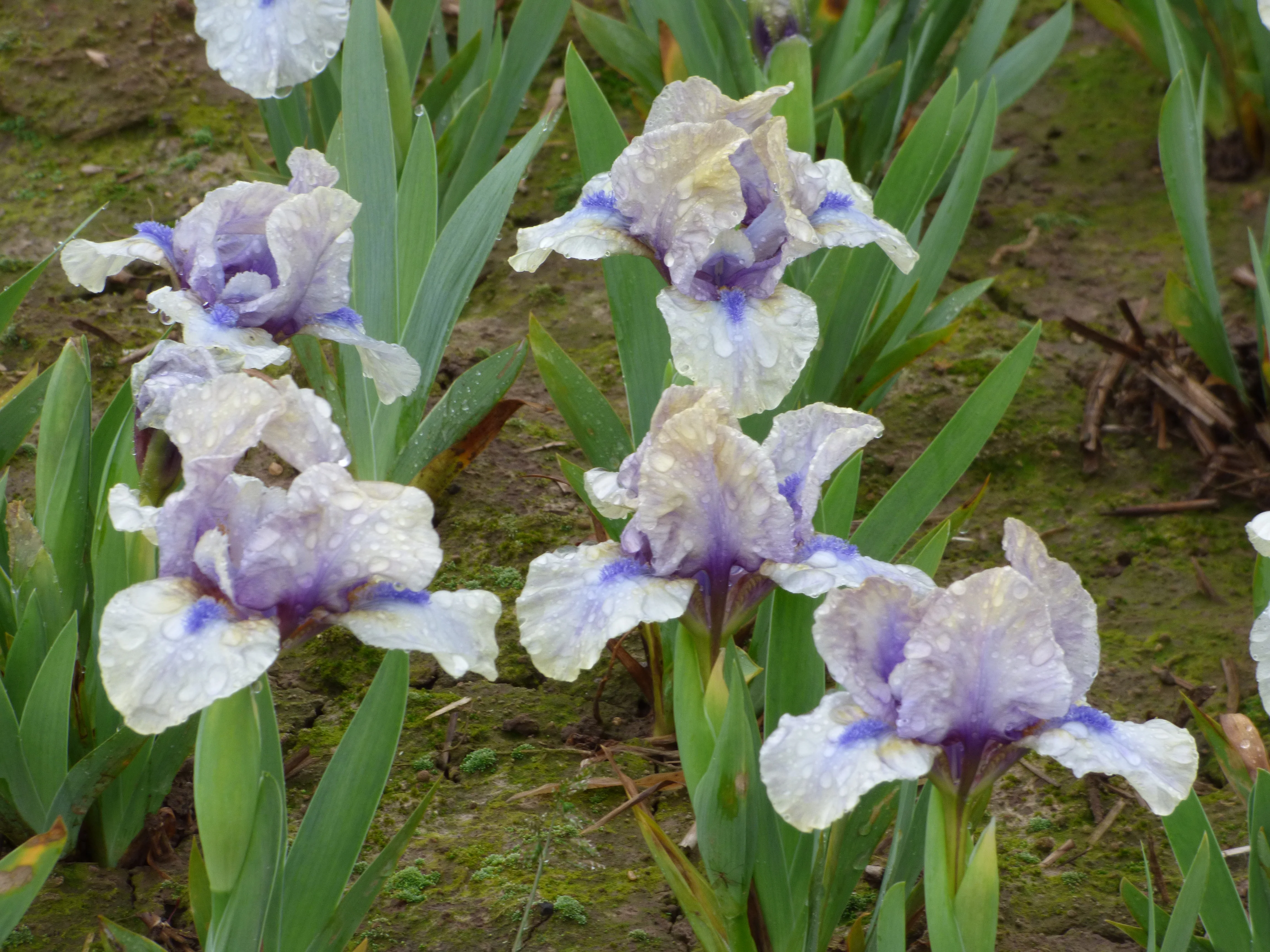 Island Fever - Image 3