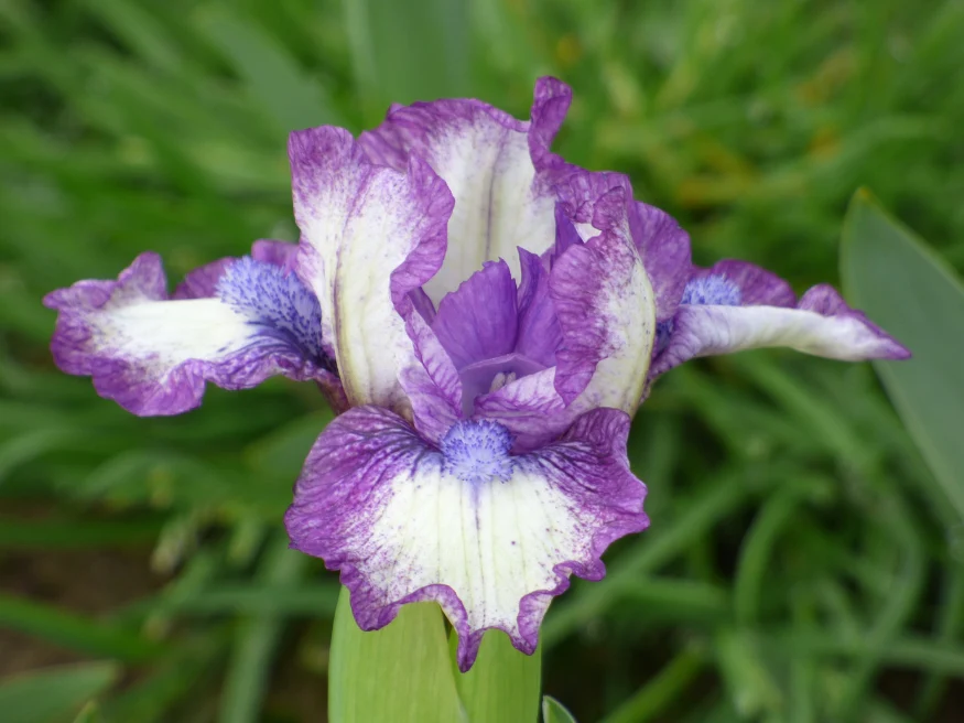 Lucky - Image 4