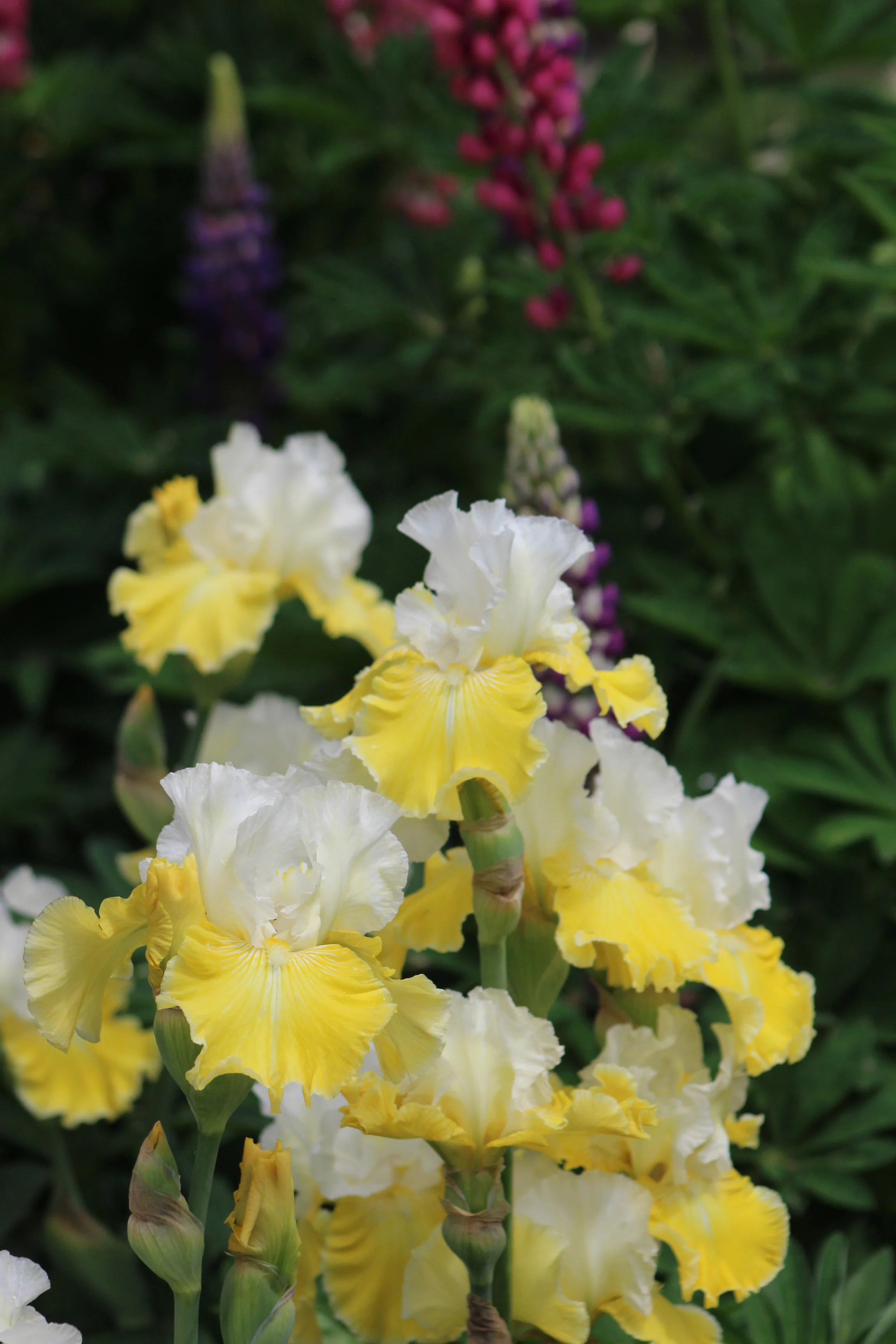 Lemon Cloud - Image 4