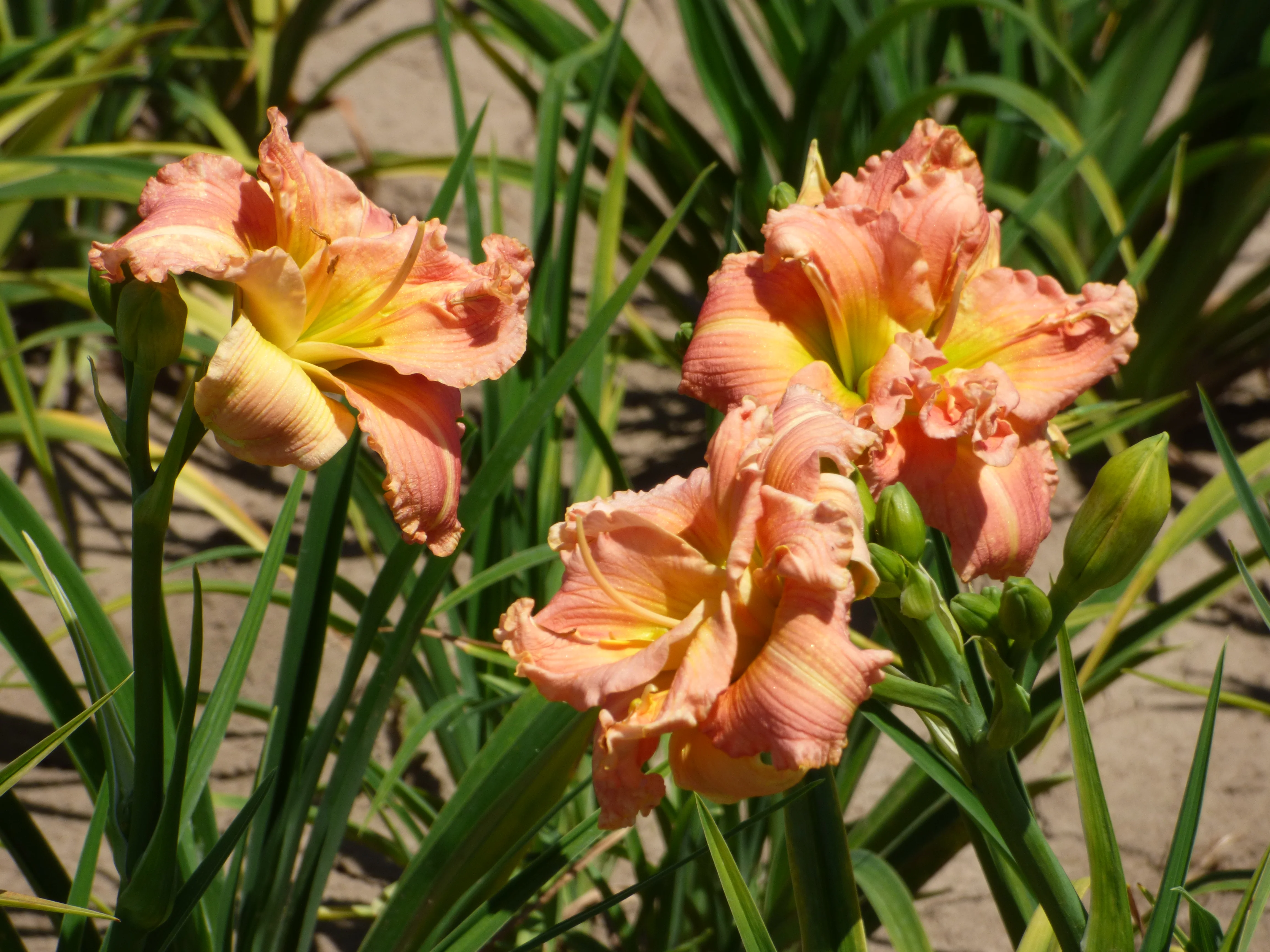 Lilylands Melon Sorbet - Image 3