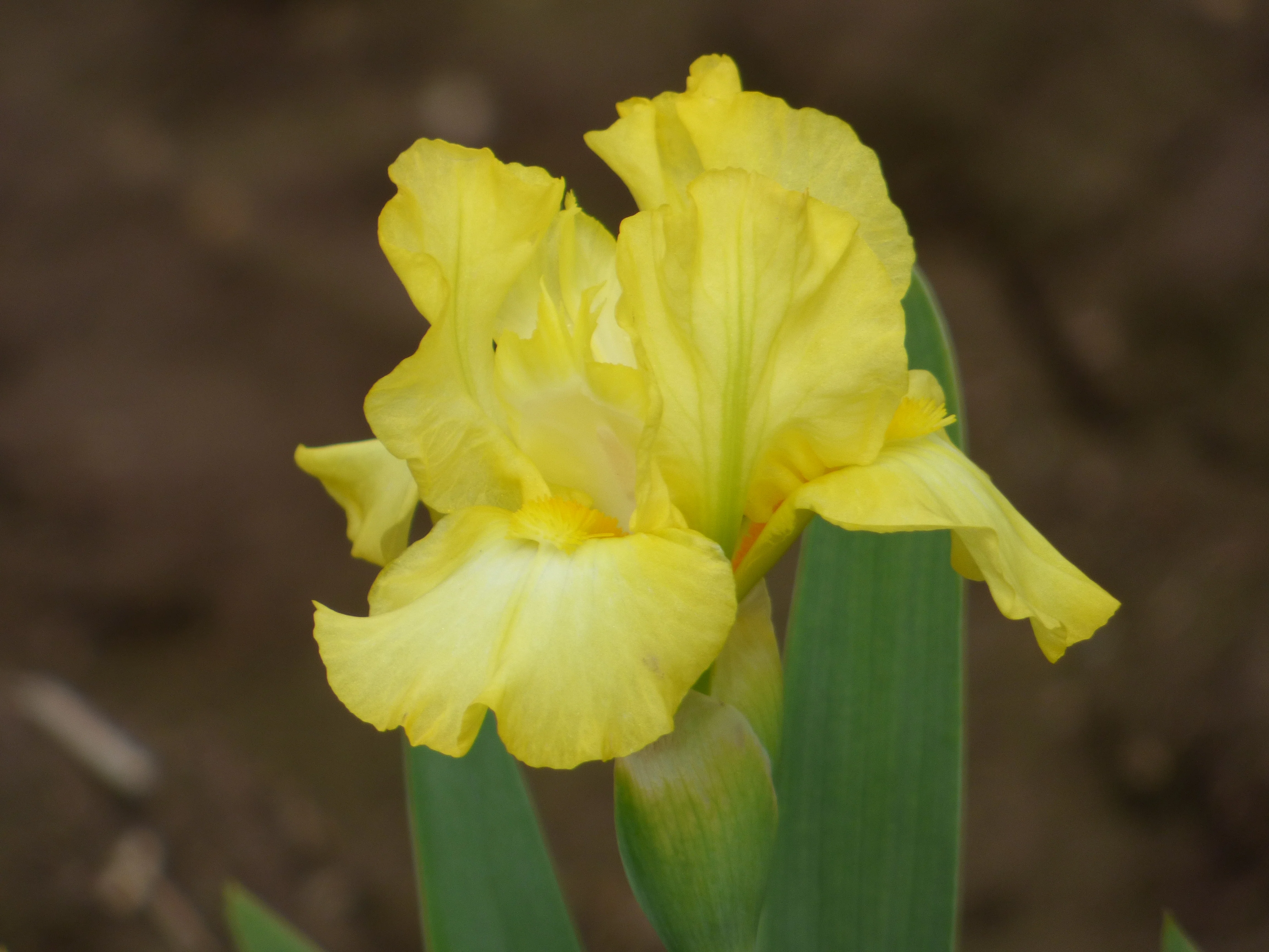 Limonada - Image 3
