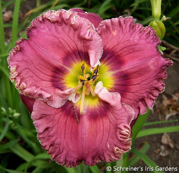 Mauve Mystique