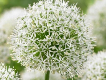 Giant Allium: Mount Everest - 4 Bulbs - Image 3