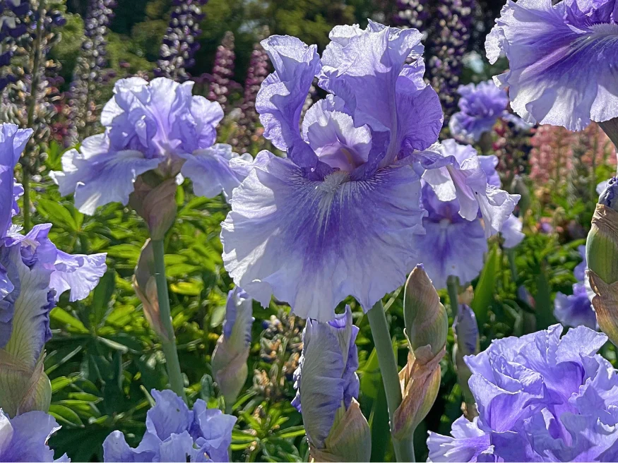 No Count Blues - Image 3