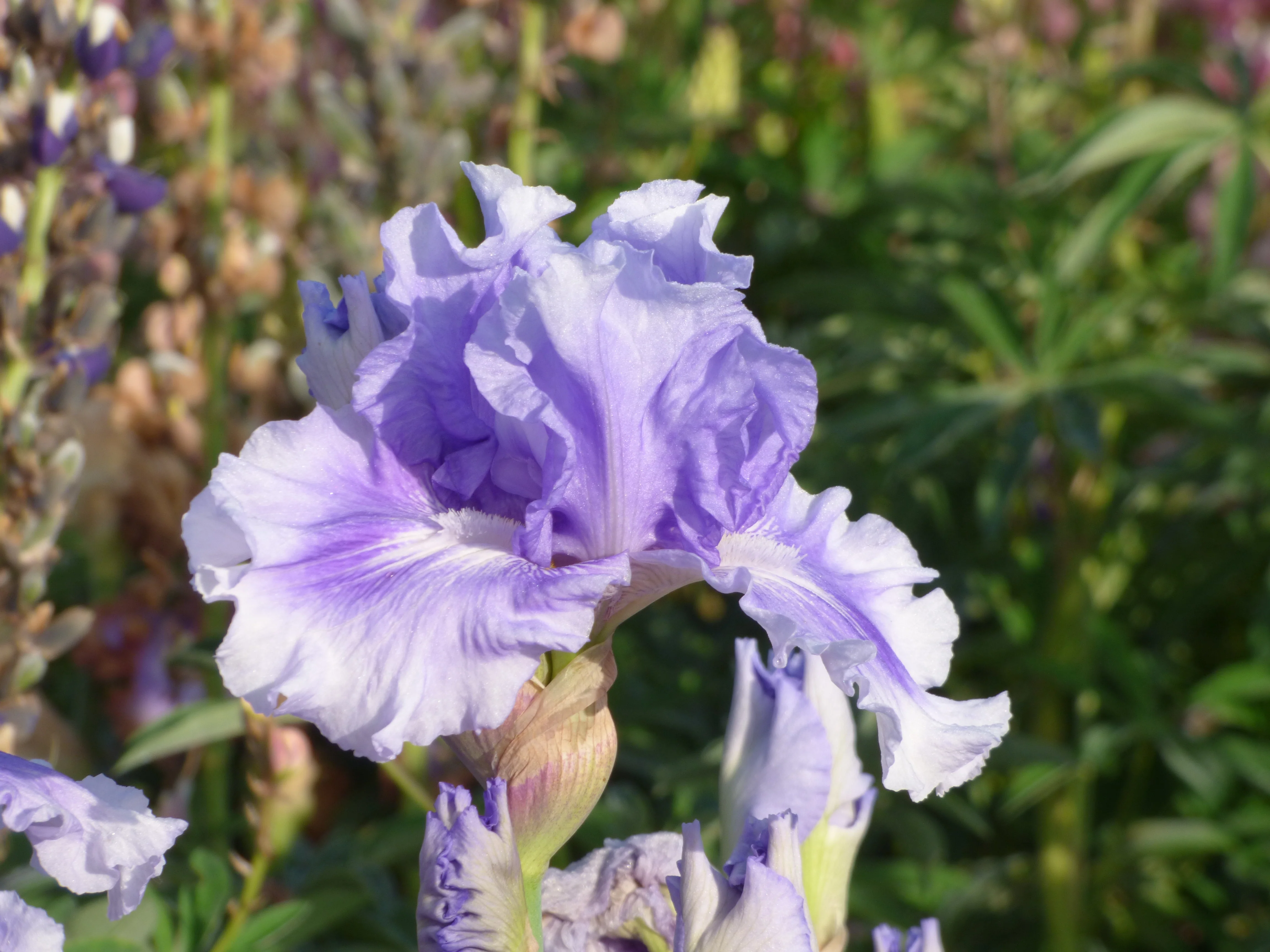No Count Blues - Image 4