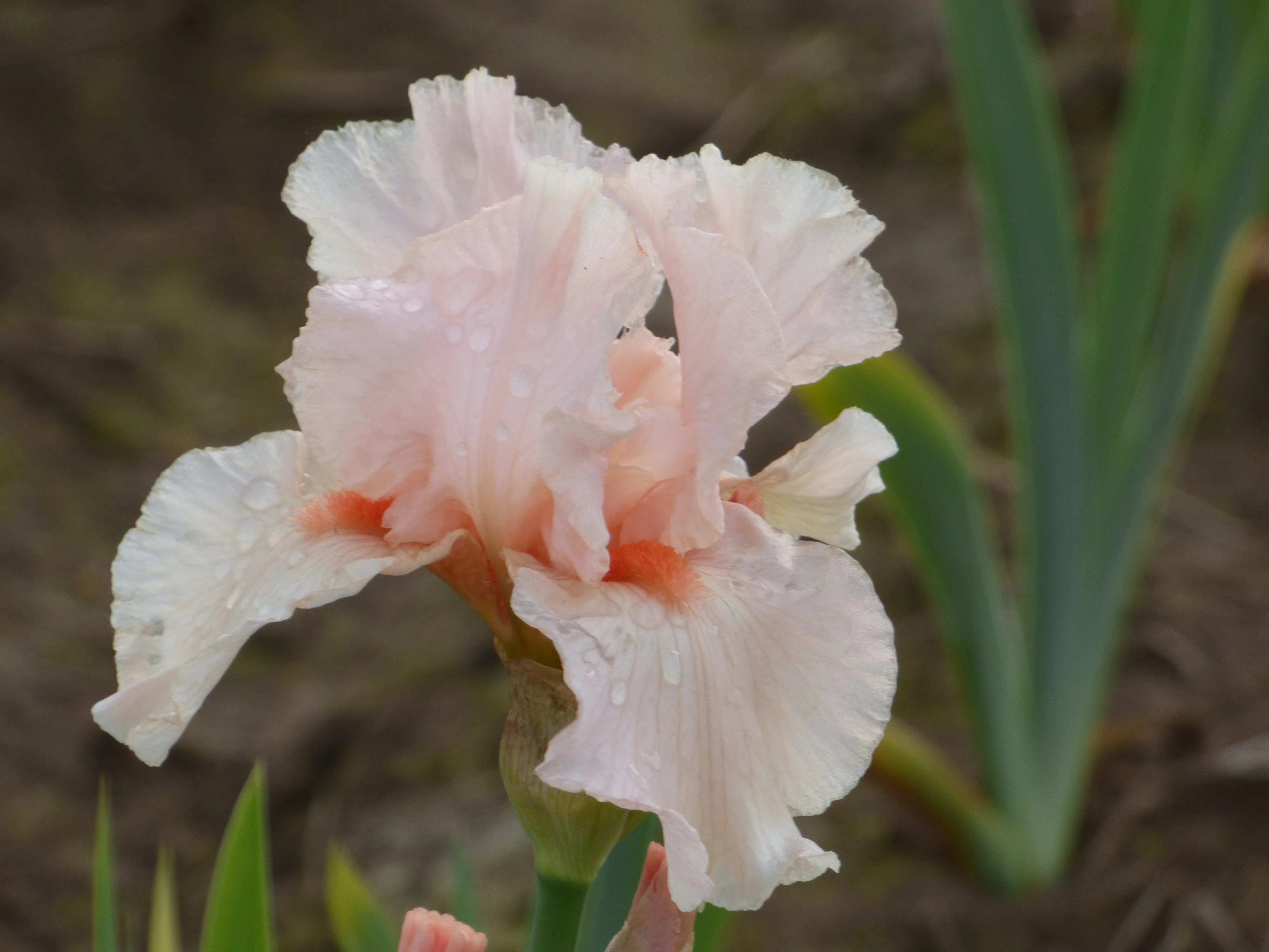 October Splendor - Image 2