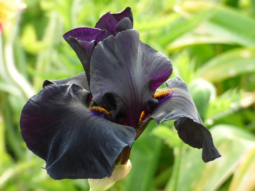 Old Black Magic - Image 2