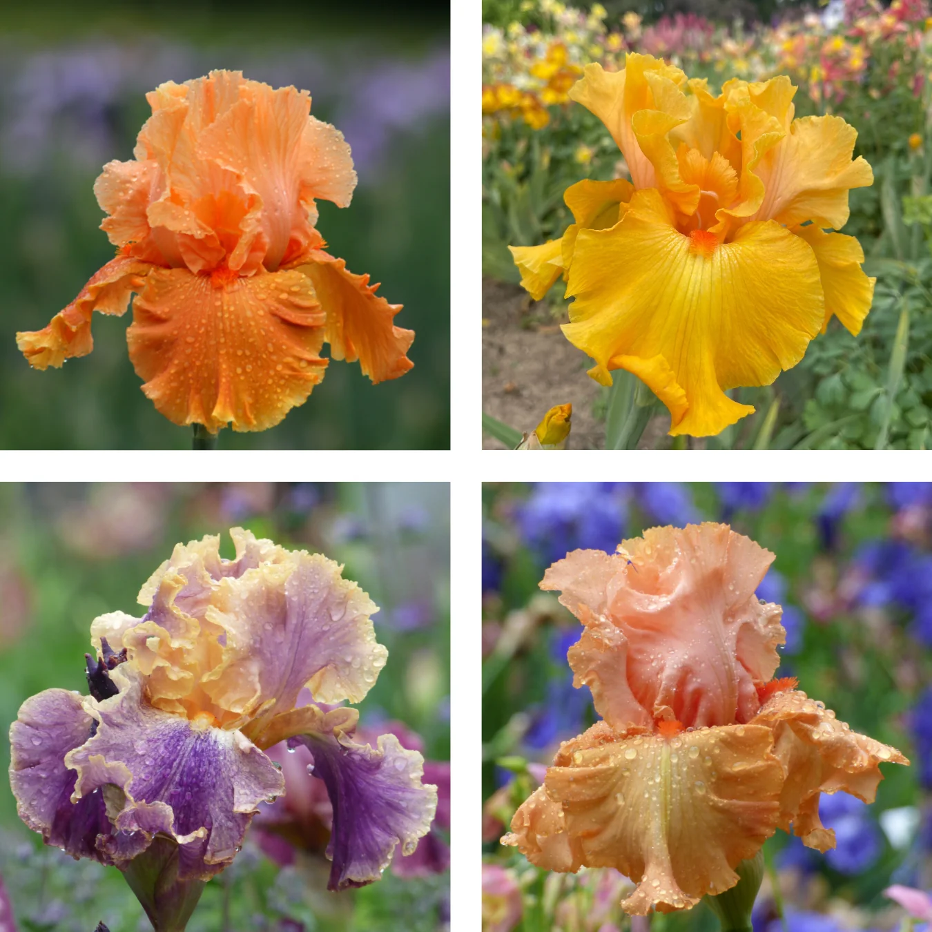 Color Collection, Orange - 15, 25, or 50 - Image 2