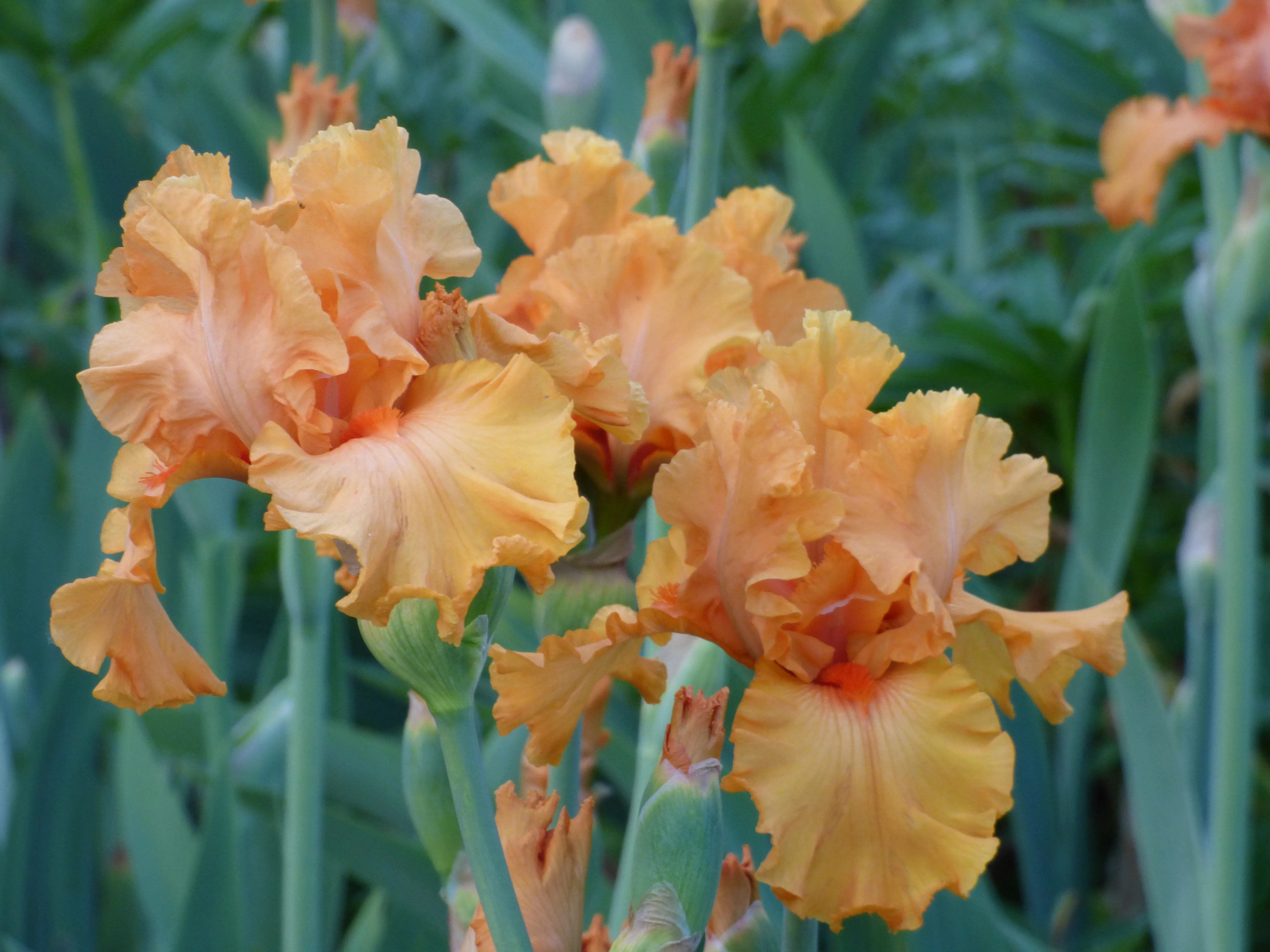 Orange King - Image 2