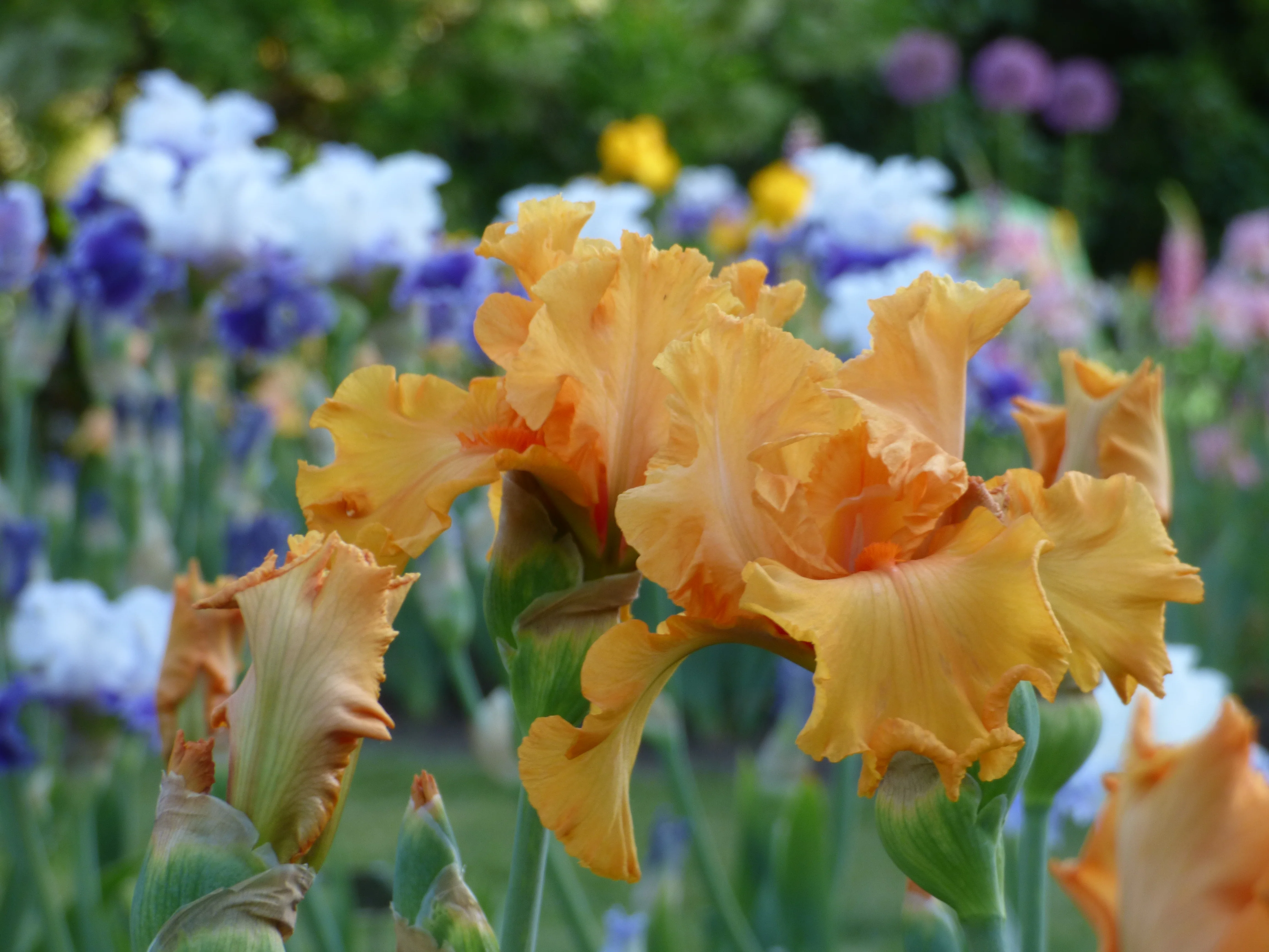 Orange King - Image 3