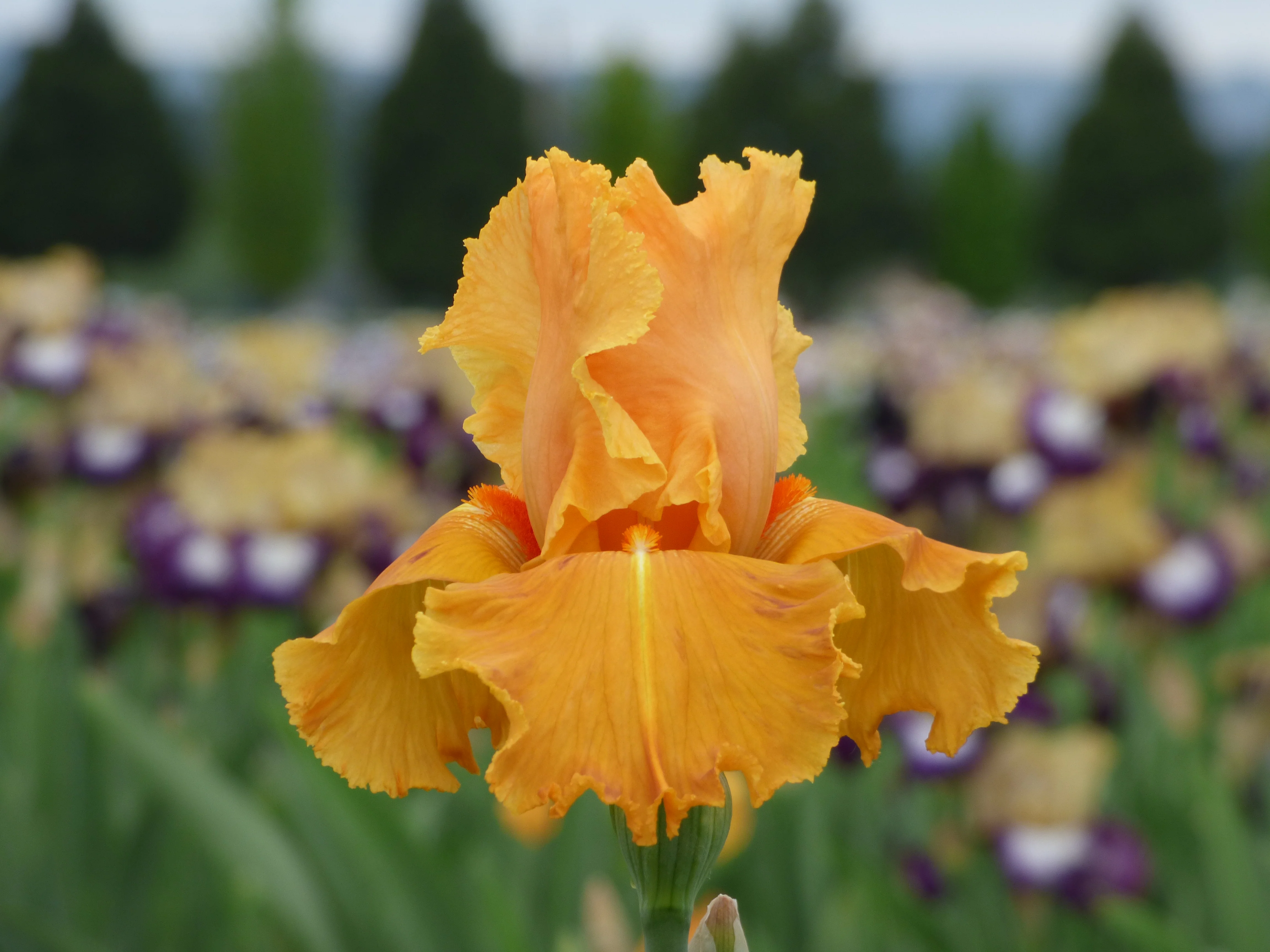 Orange Splash