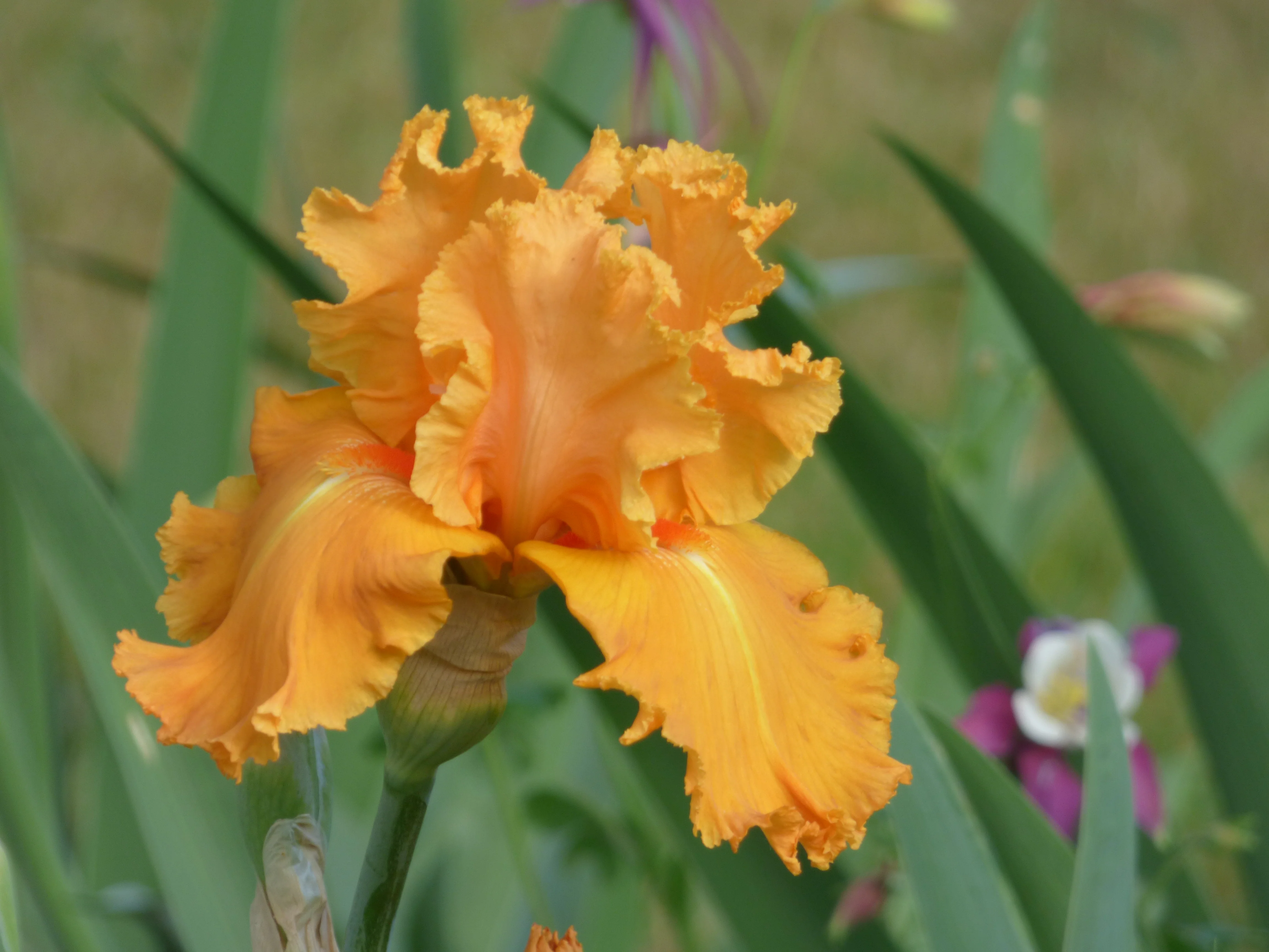 Orange Splash - Image 2