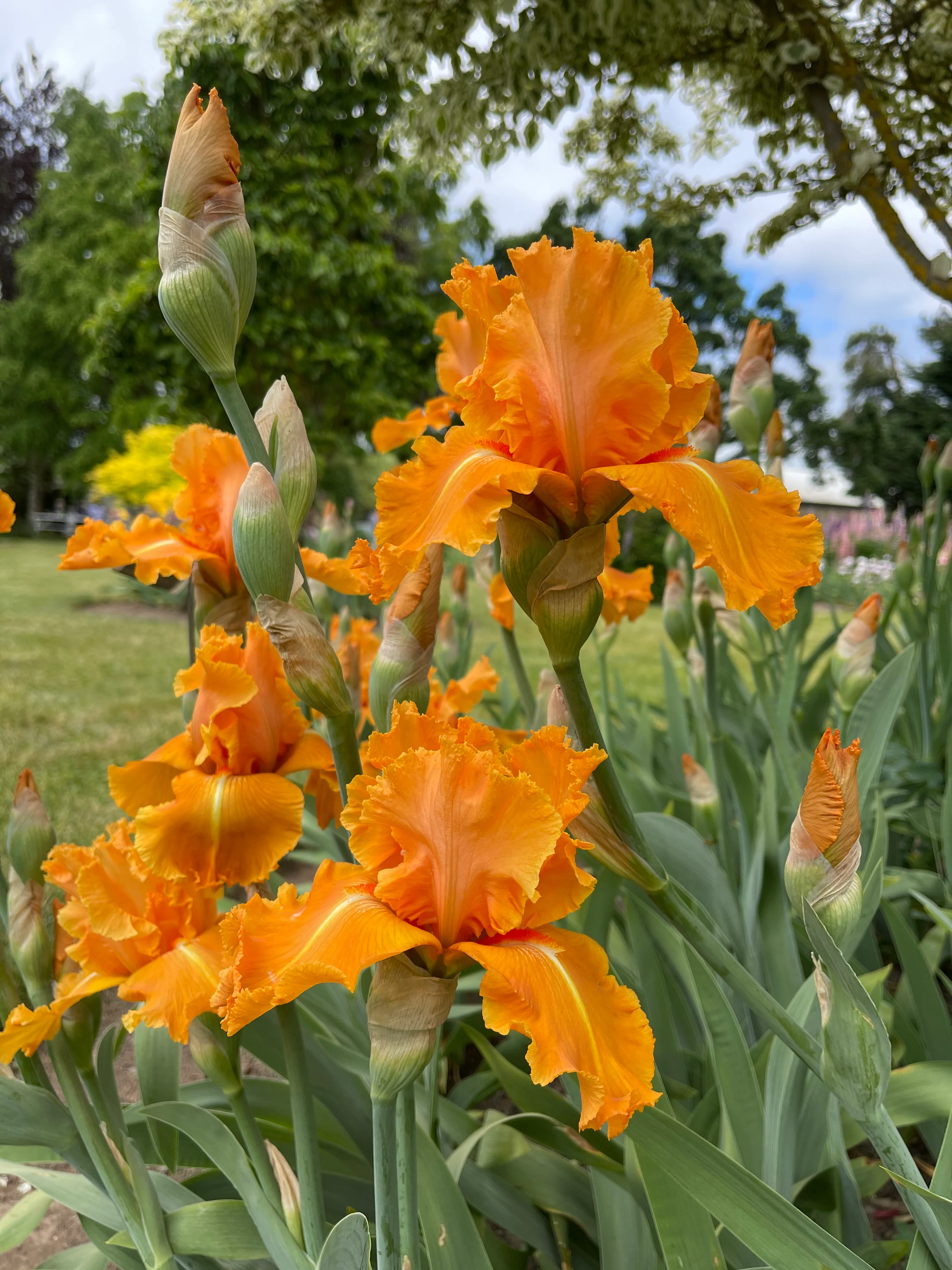 Orange Splash - Image 3