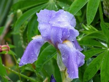 Pallida Variegata Gold - Image 2