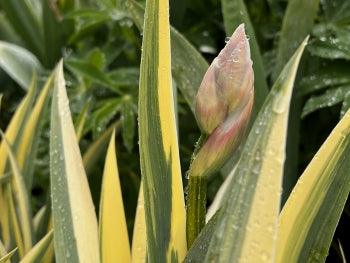Pallida Variegata Gold - Image 4