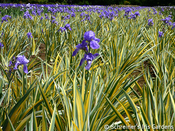 Pallida Variegata Gold - Image 5