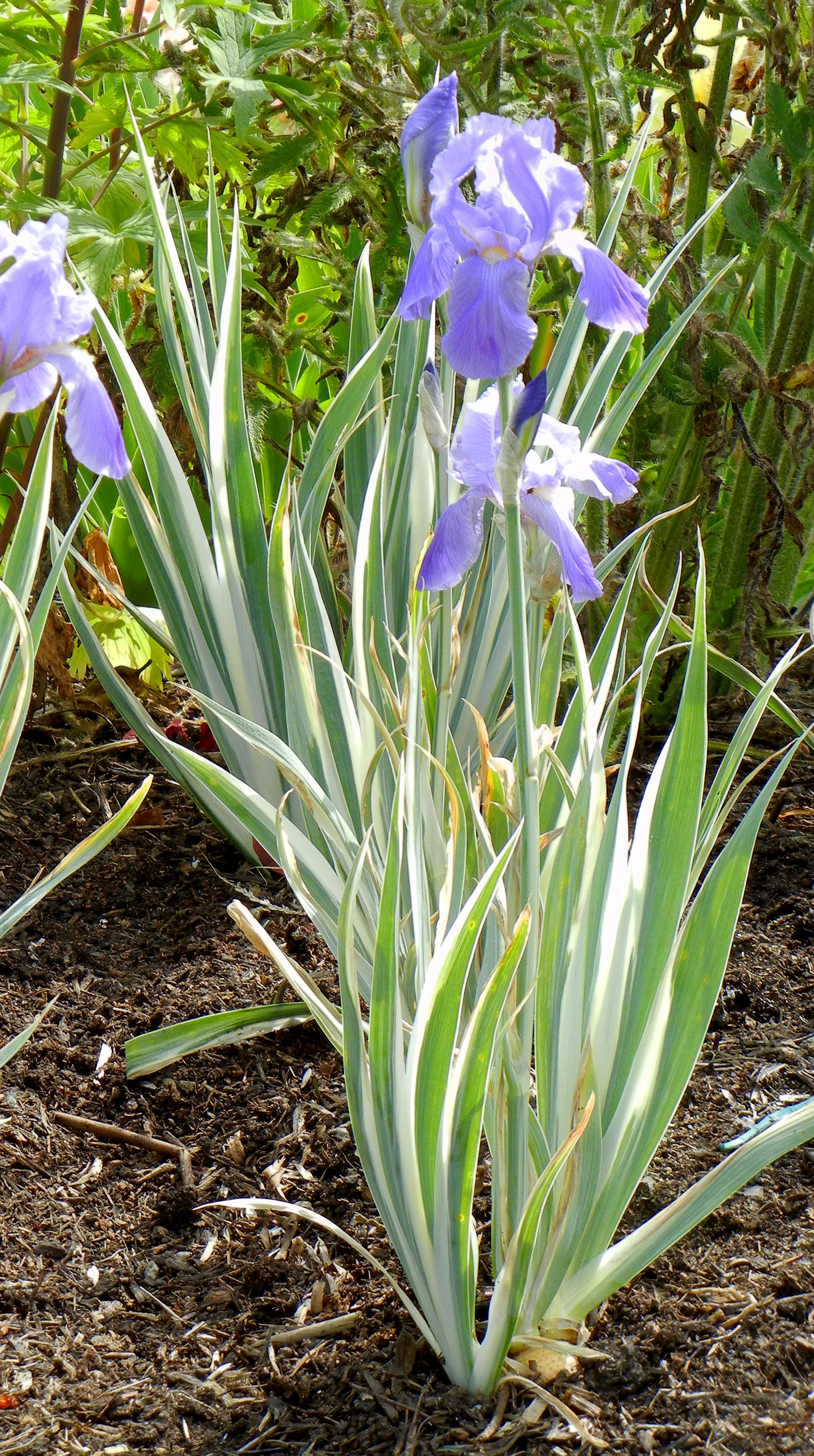 Pallida Variegata Silver - Image 2