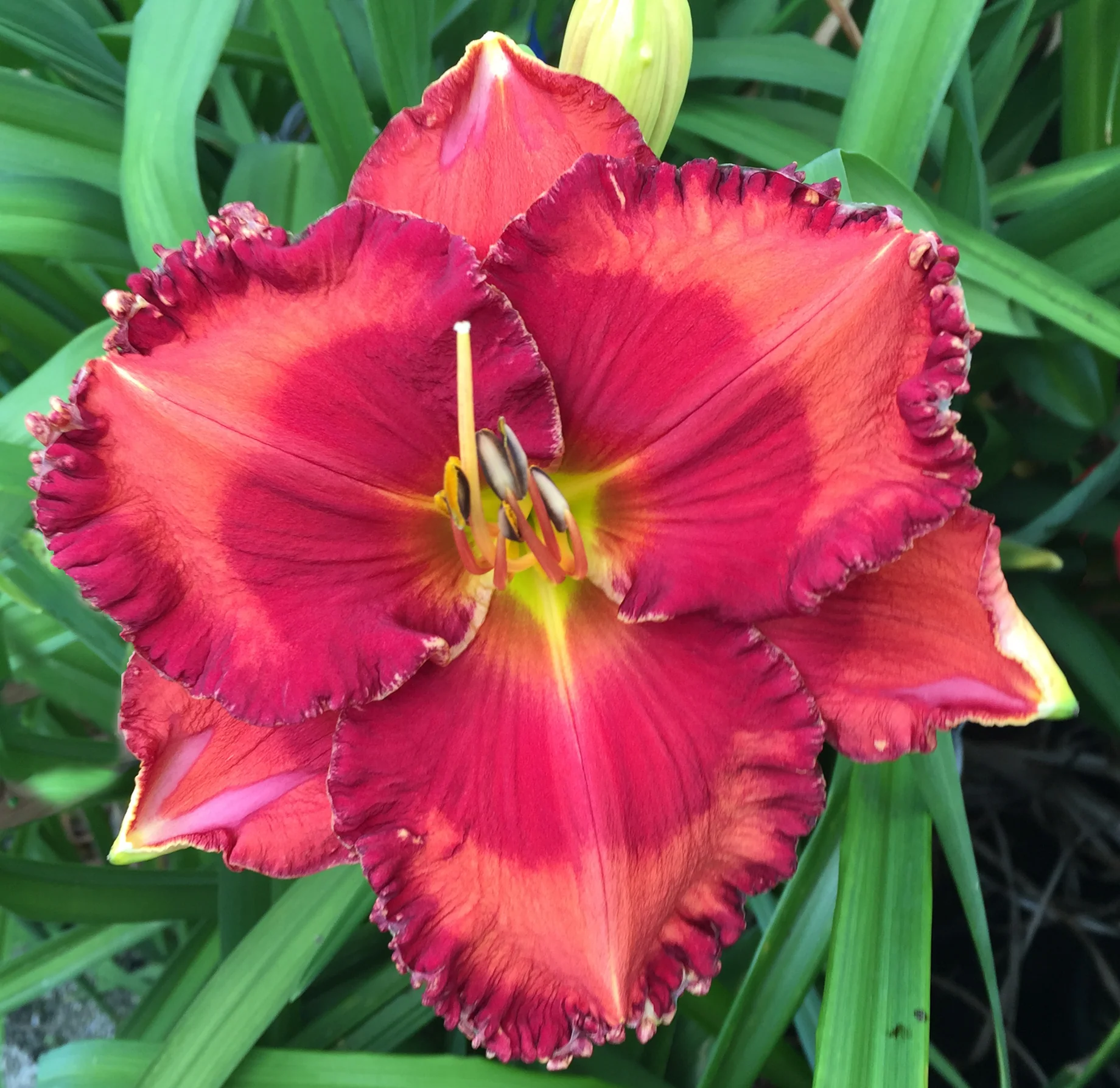 Passion Fire