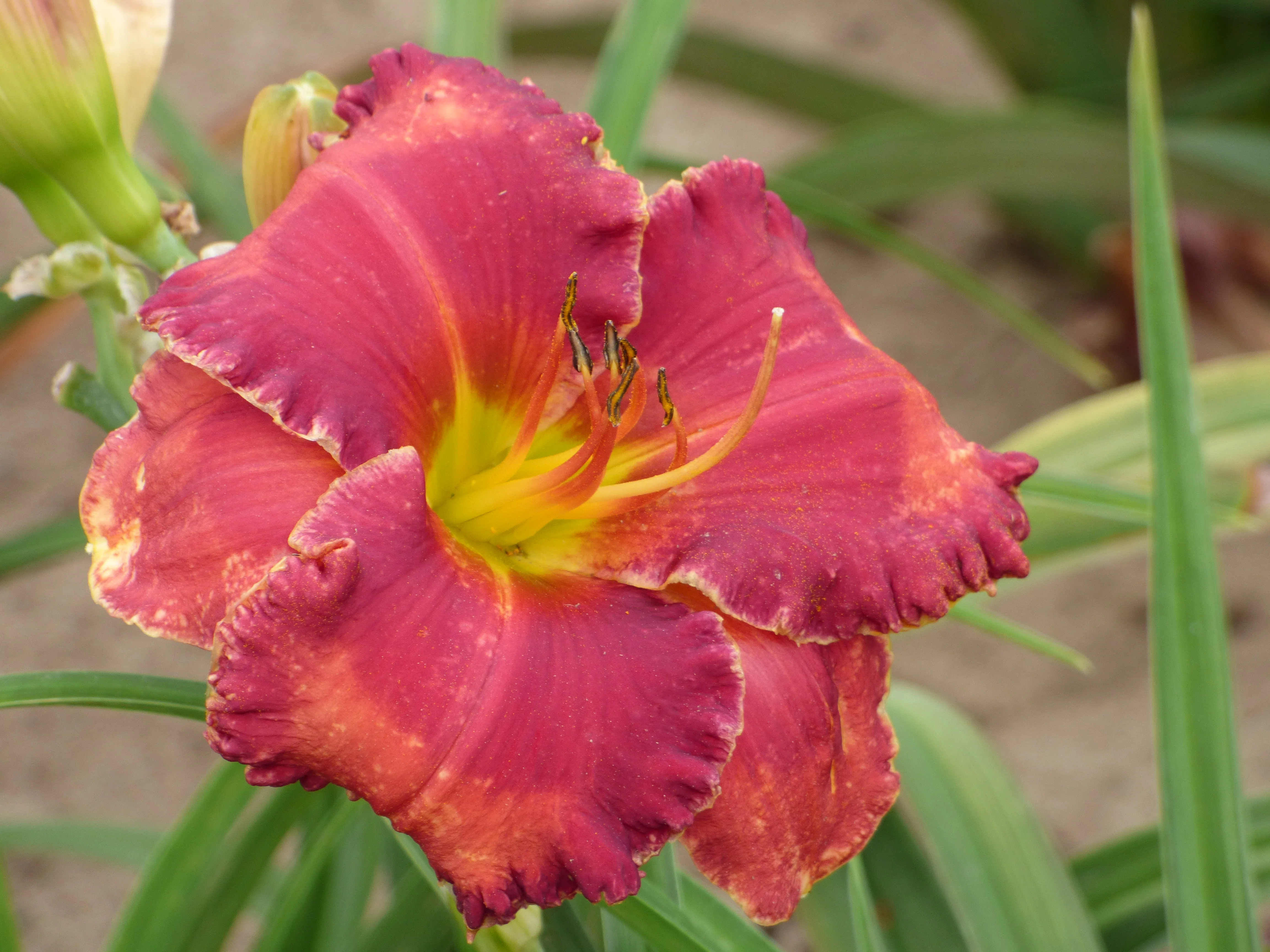Passion Fire - Image 2