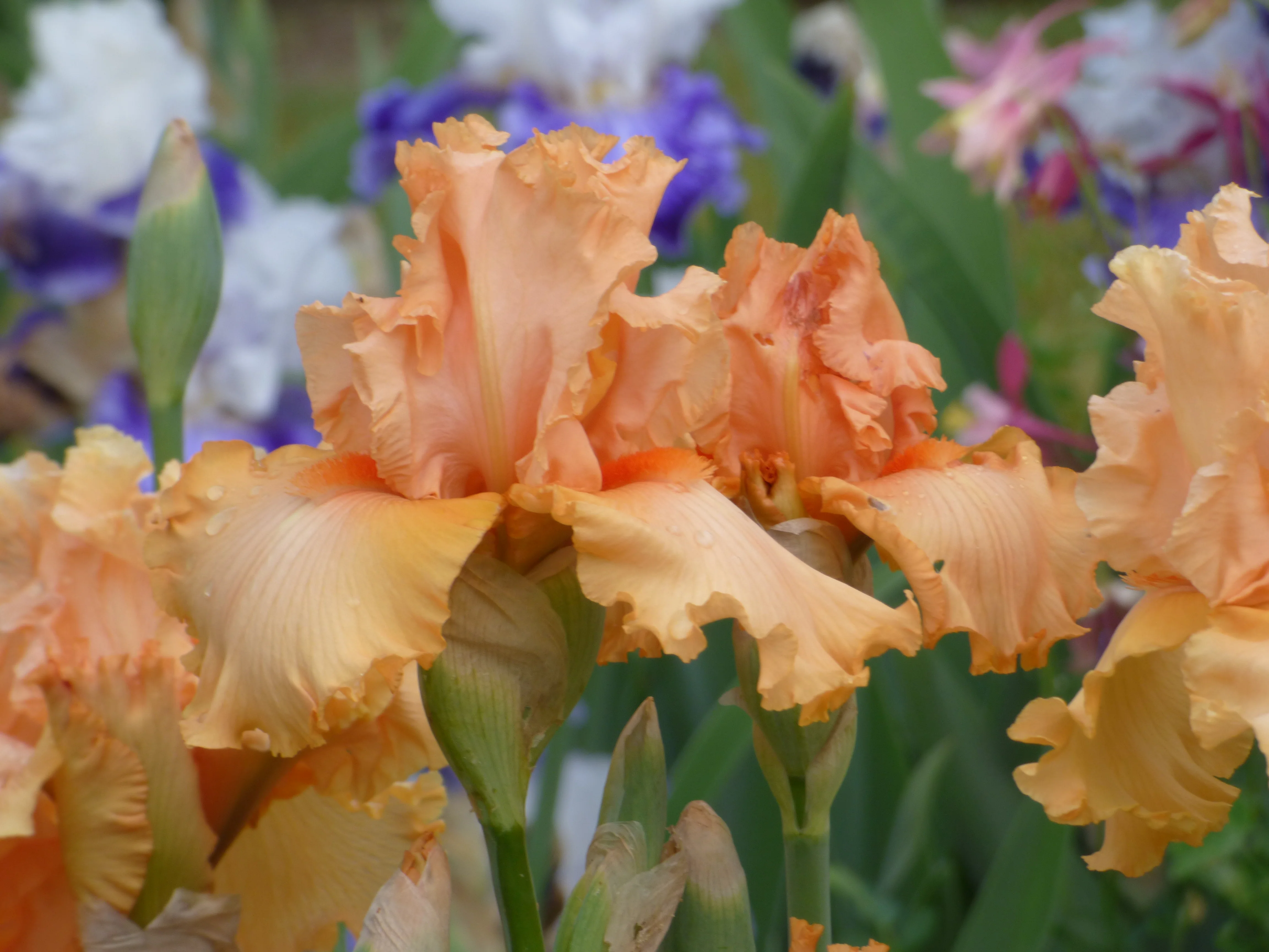 Peach State - Image 2