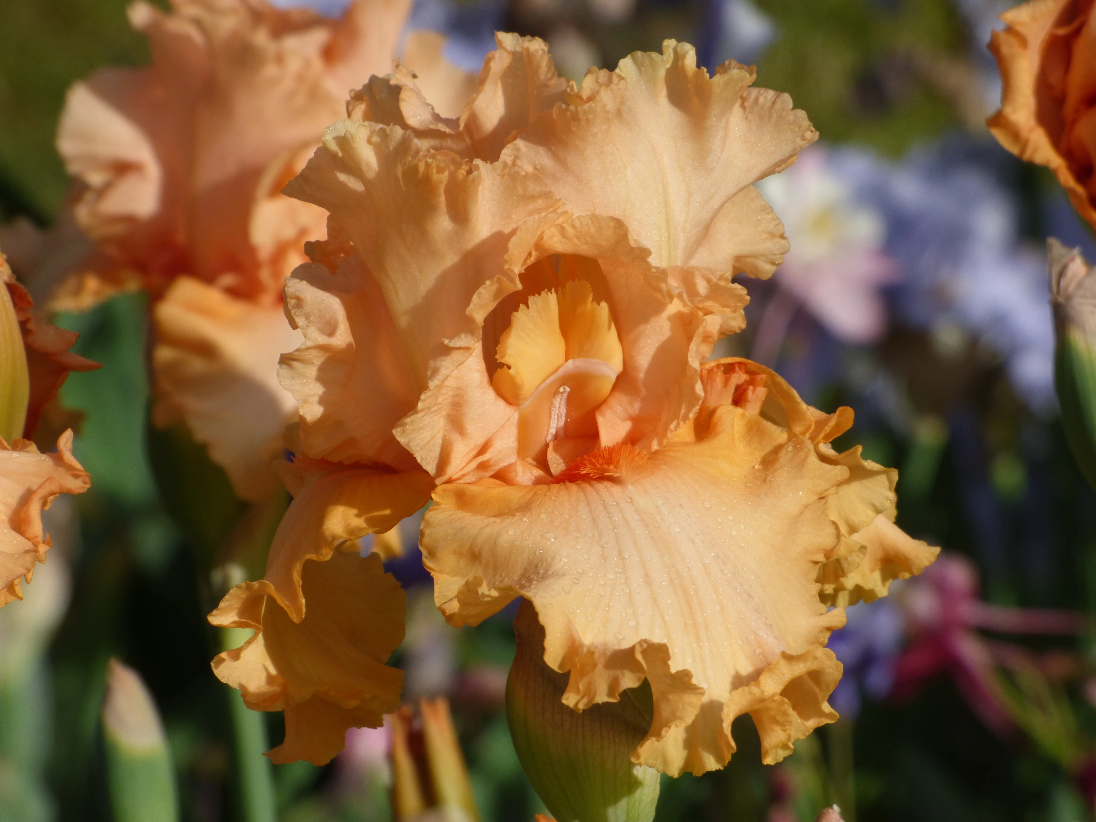Peach State - Image 3