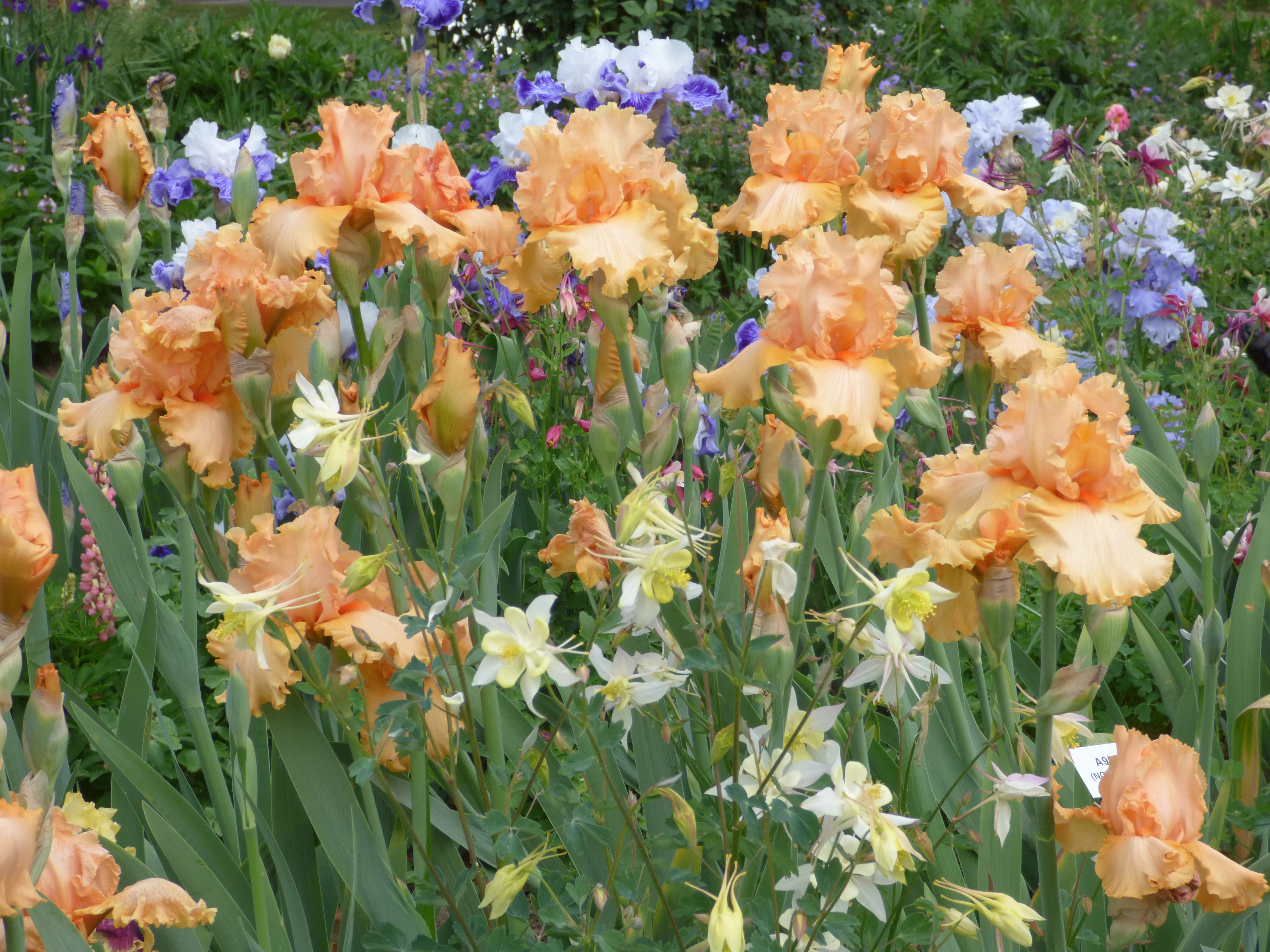 Peach State - Image 4