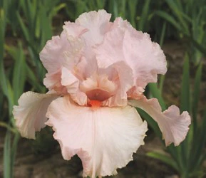Peggy Sue - Image 2