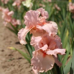Peggy Sue - Image 4