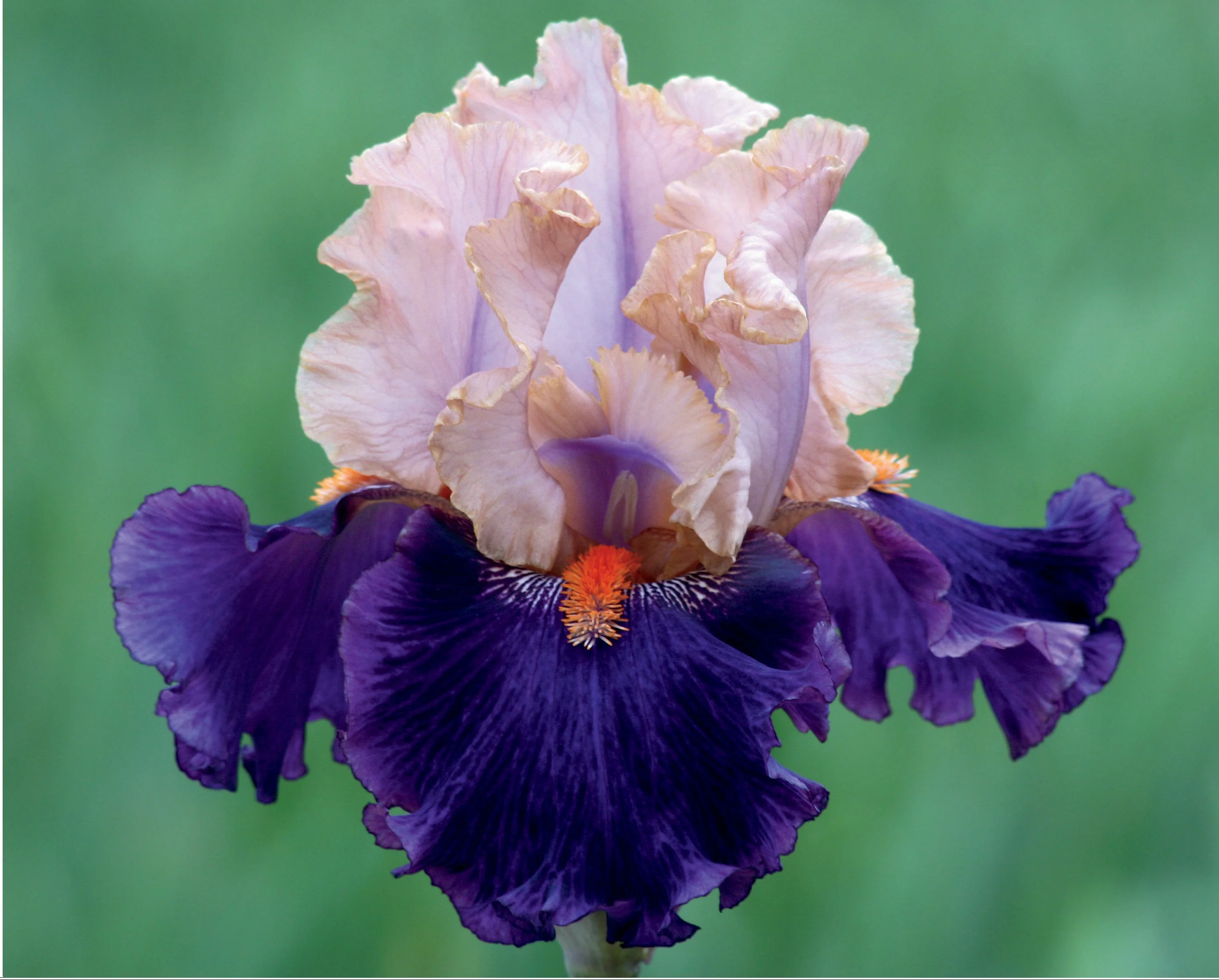 Petalpalooza