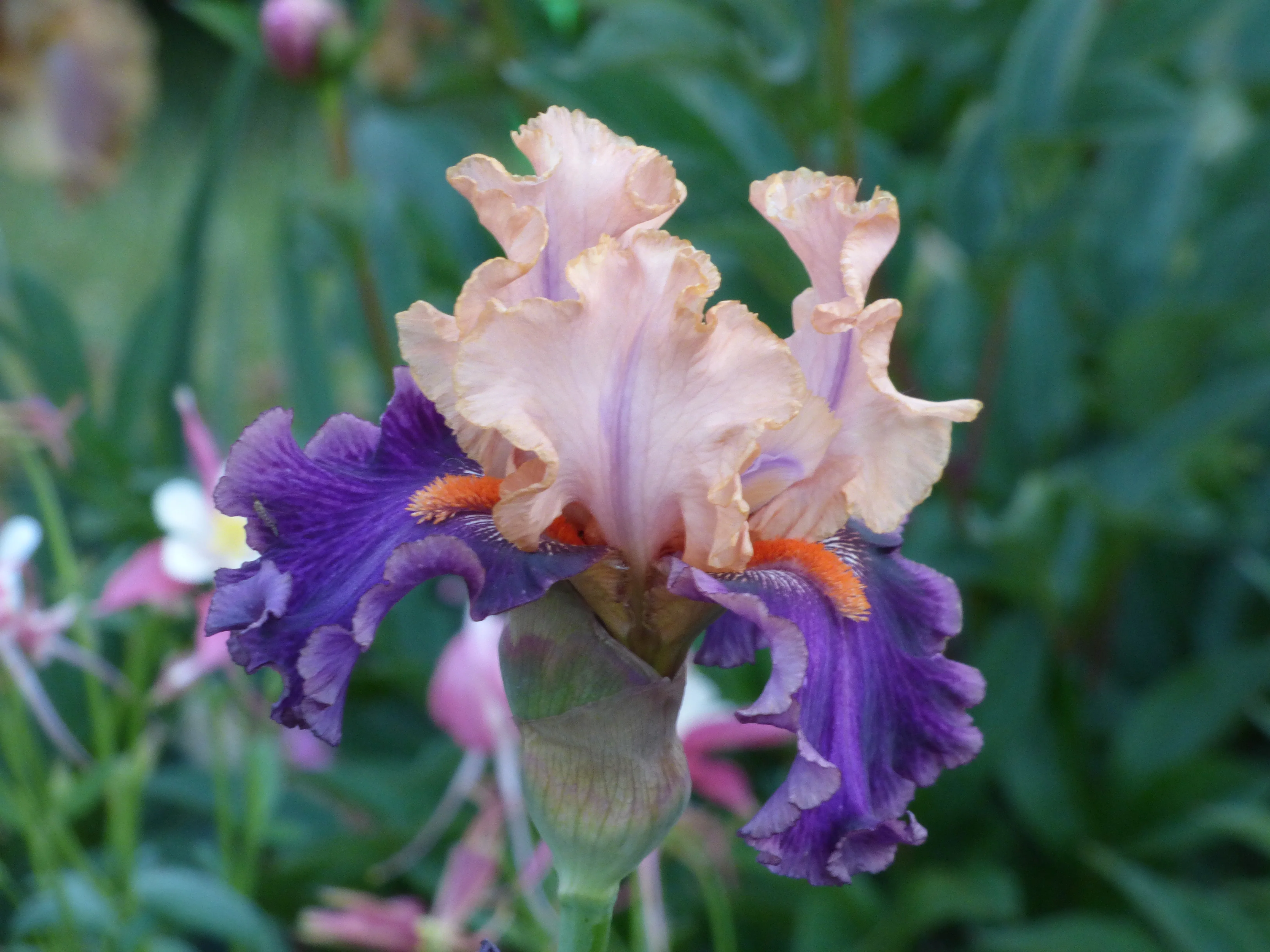 Petalpalooza - Image 2