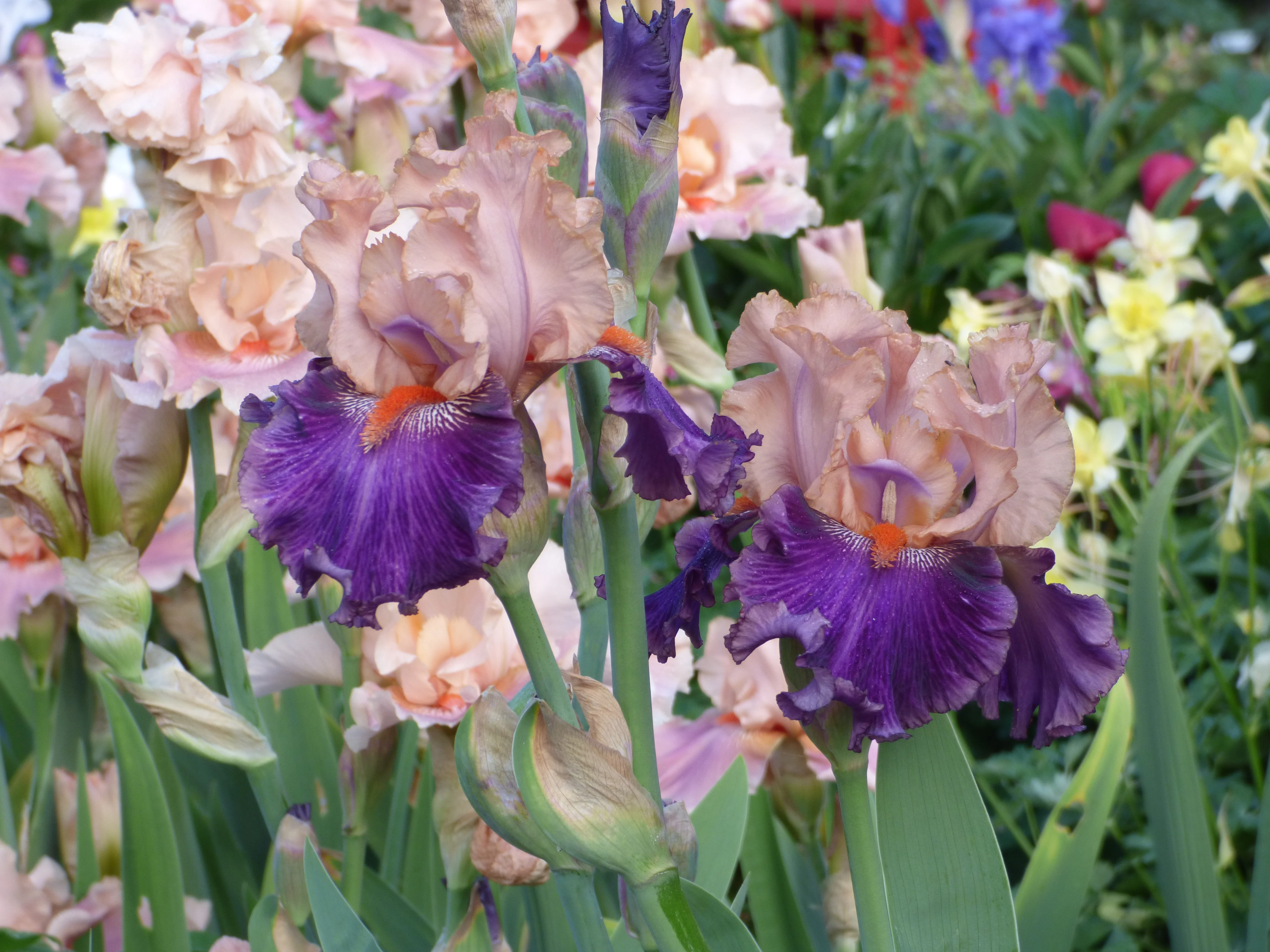 Petalpalooza - Image 3